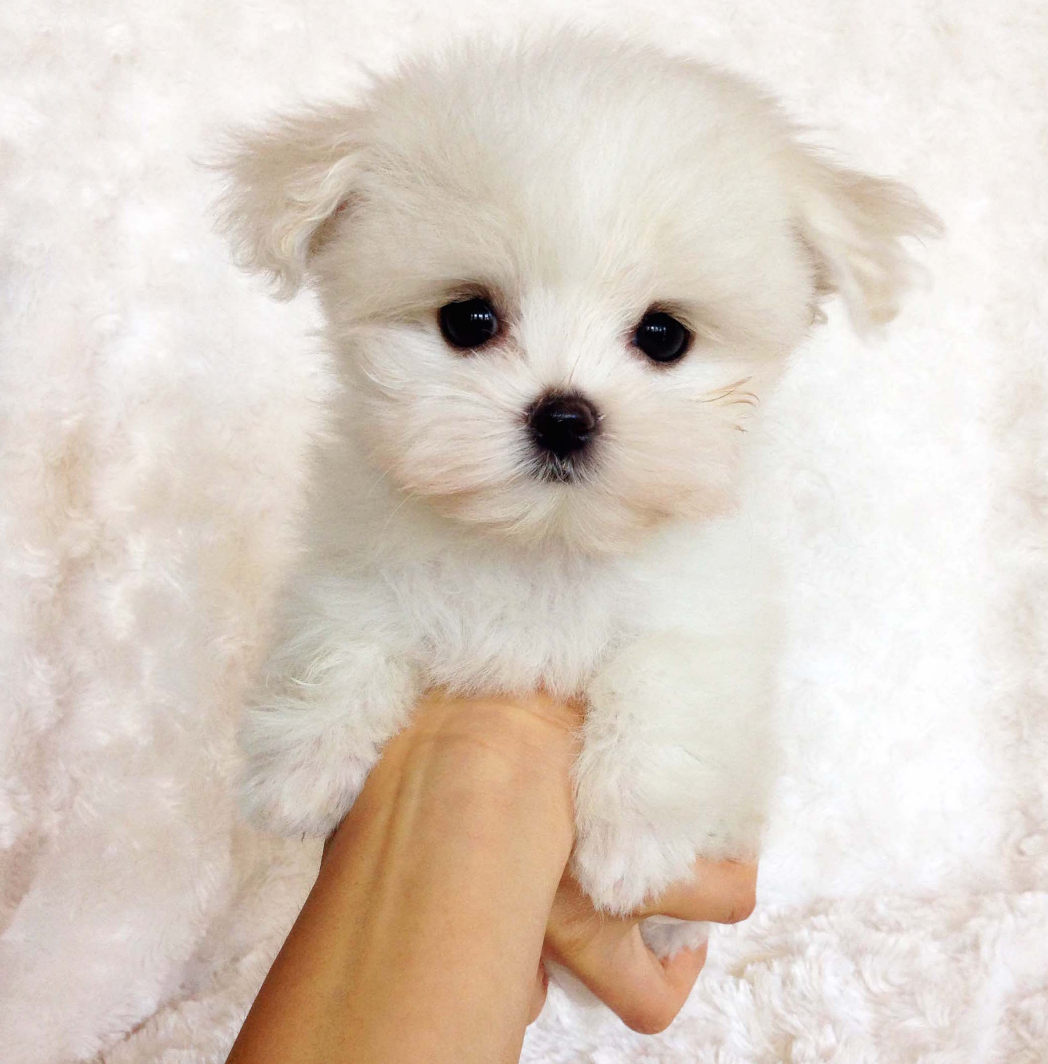 Teacup Maltipoo Puppy For Sale cece IHeartTeacups