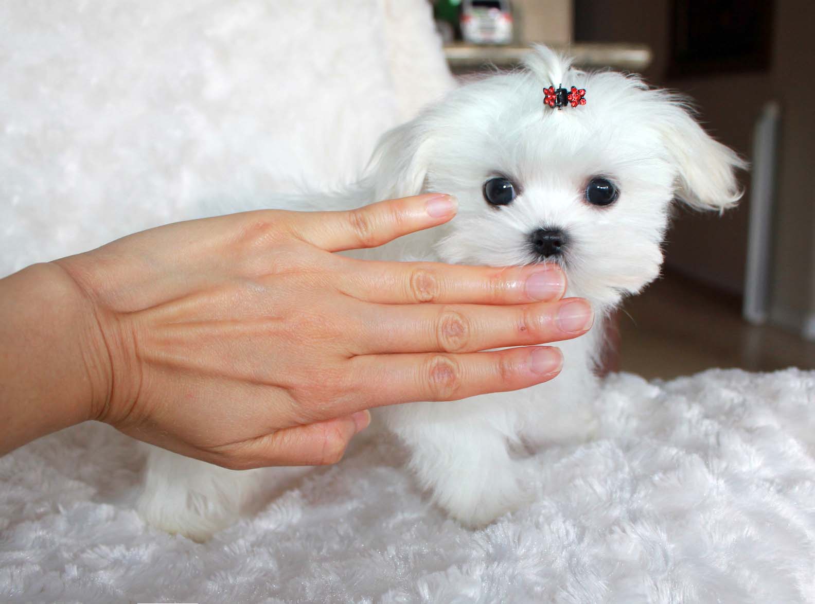 miniature maltese dogs for sale