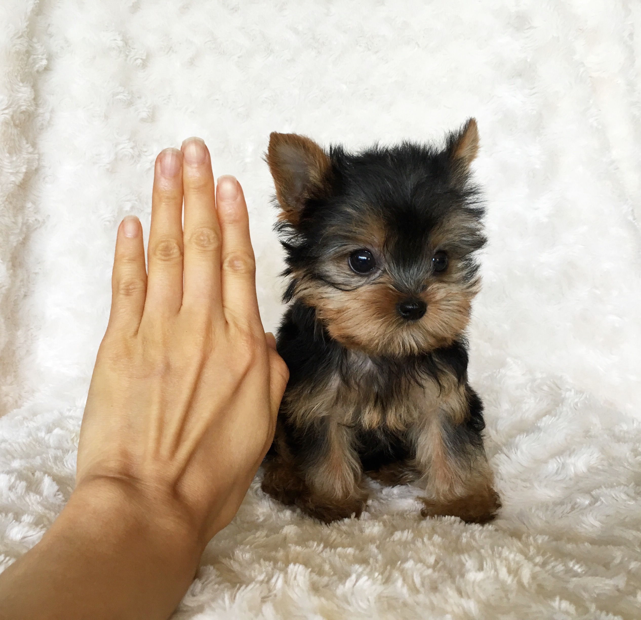 tiny teacup yorkie puppies for sale