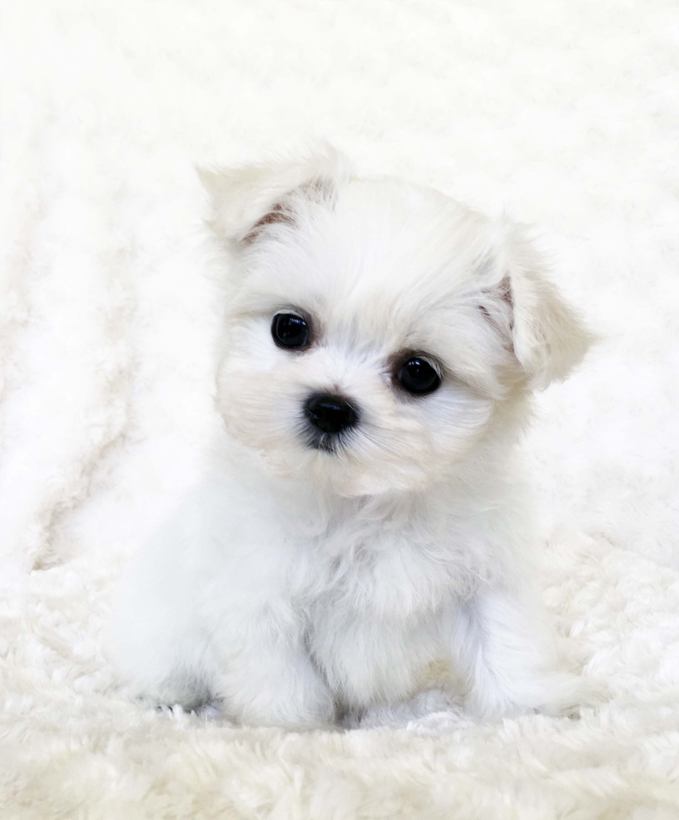 tiny white puppy