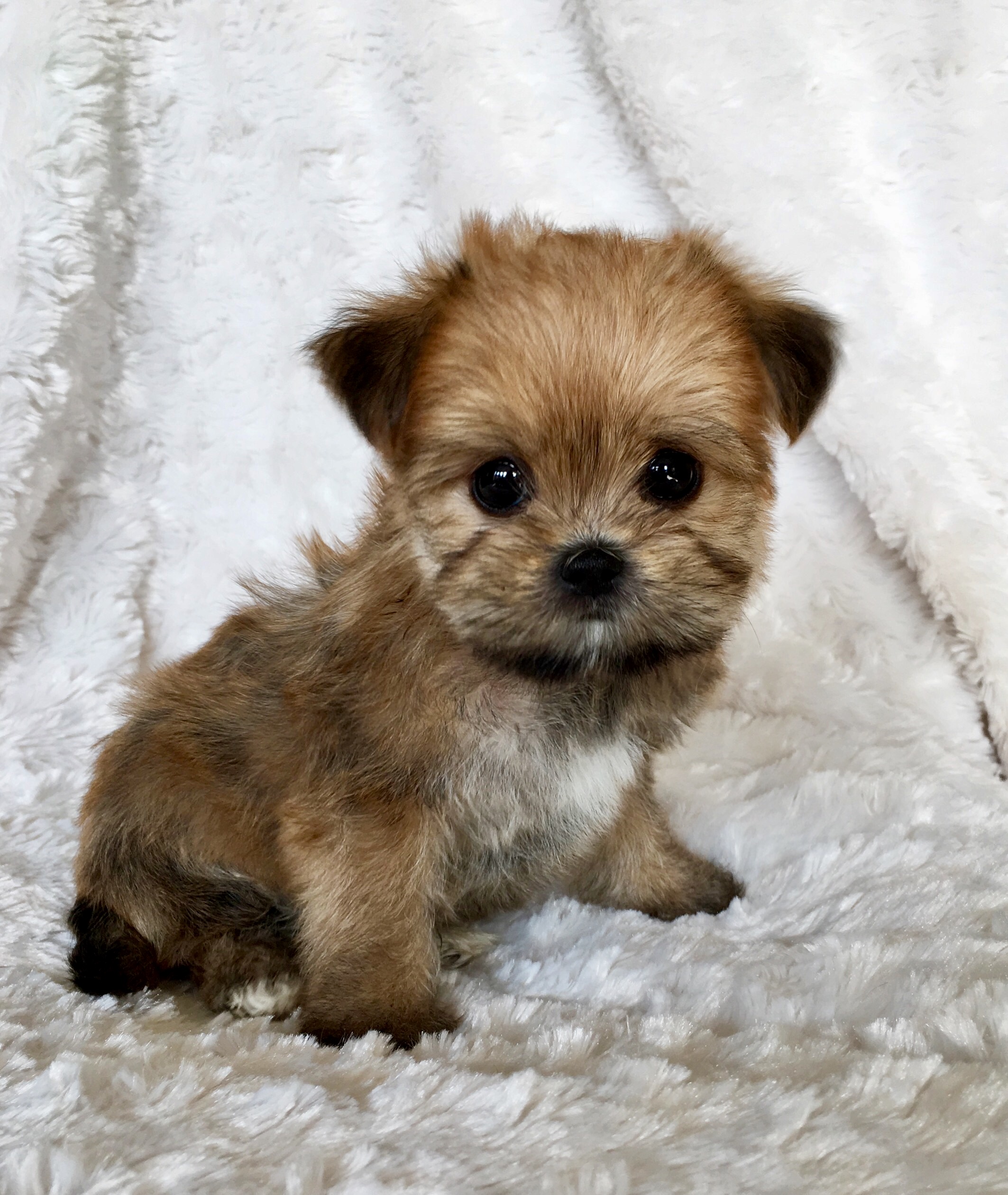 morkie stuffed animals