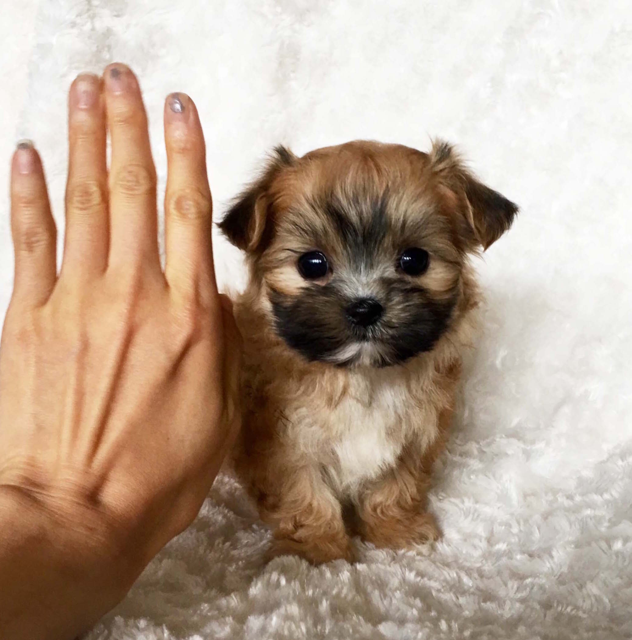 Micro Teacup Morkie Puppy For sale! XX Cobby and square bodied