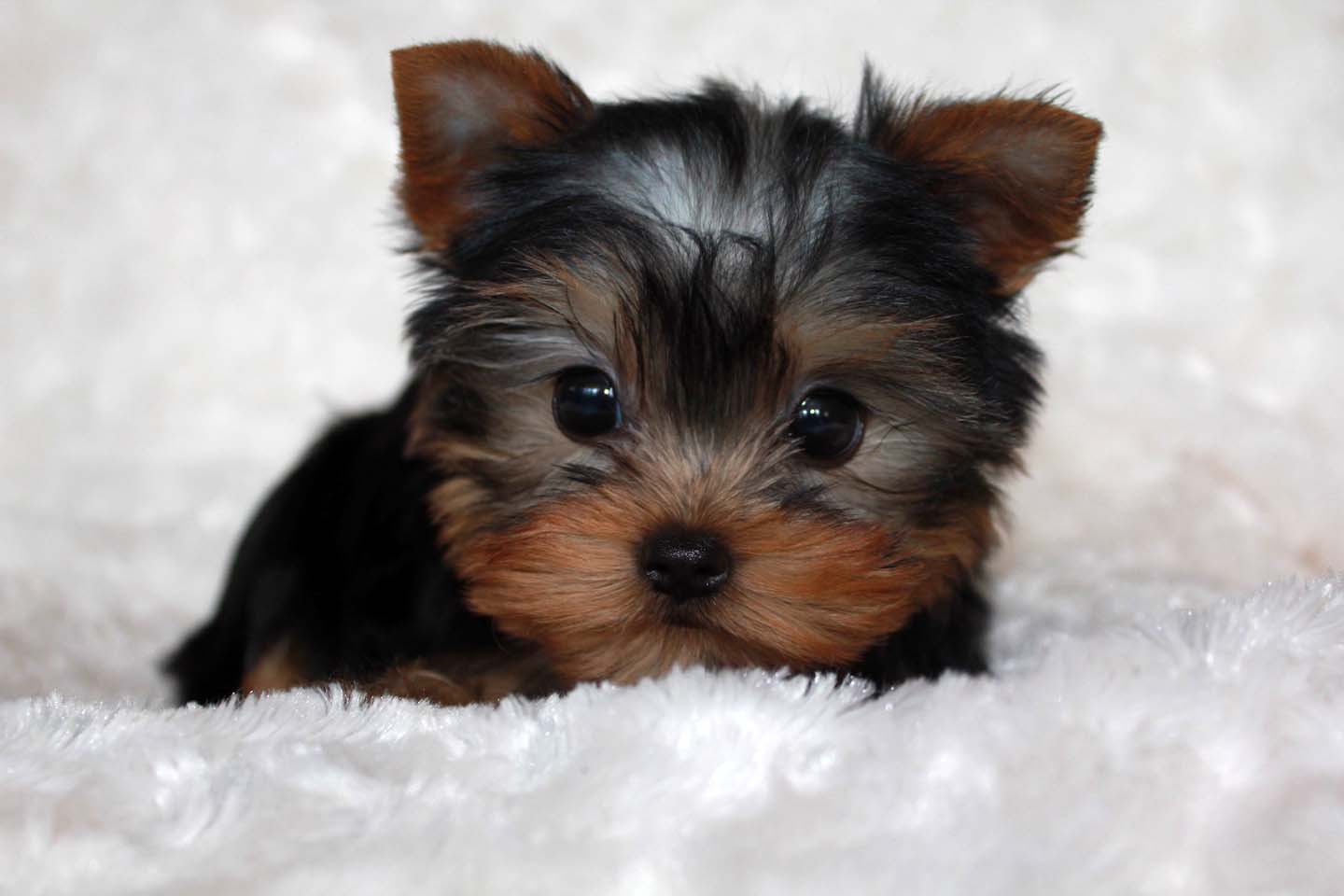 Micro Teacup Yorkie Puppy For Sale IHeartTeacups Yorkie Puppy 