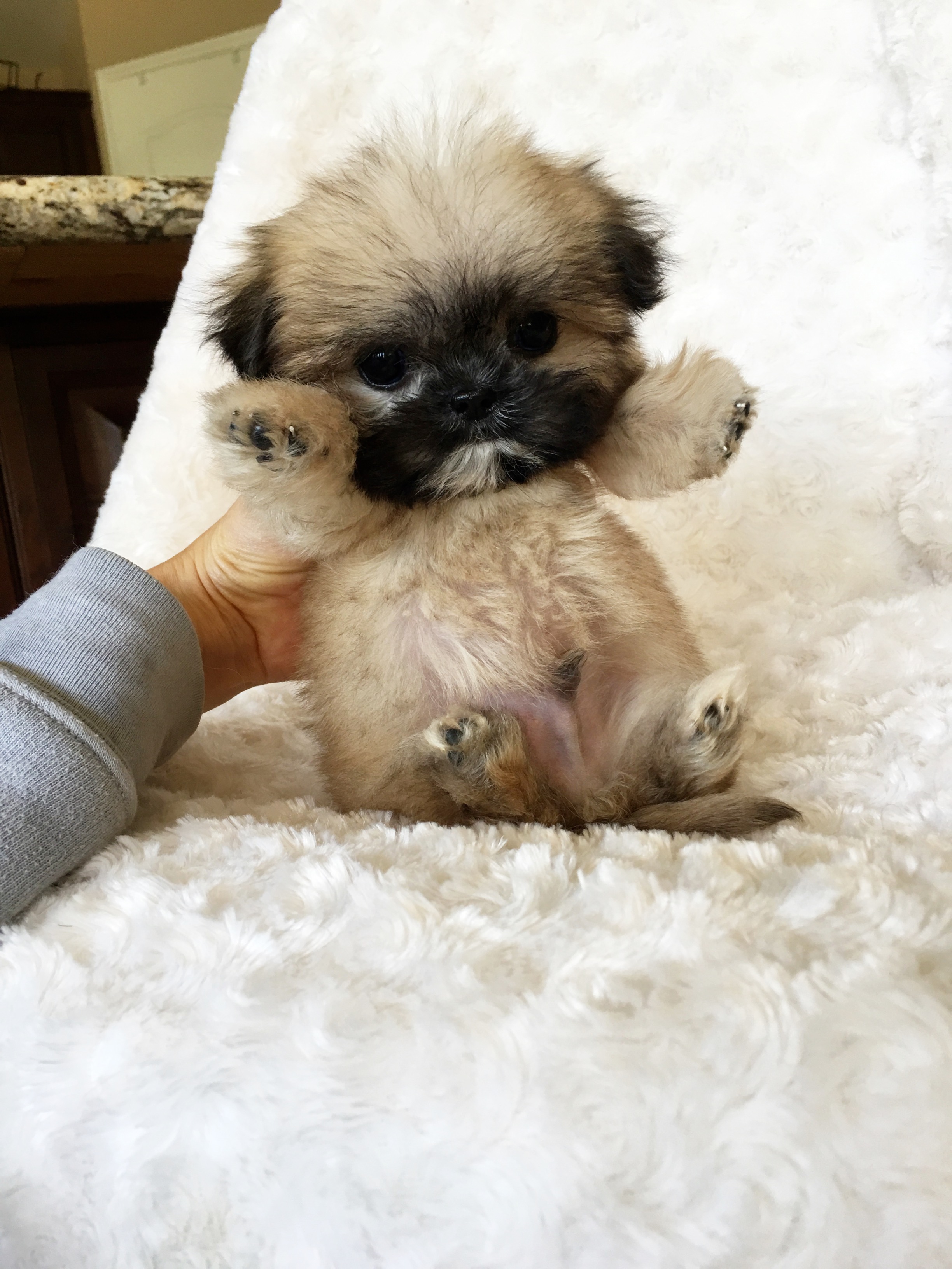 micro teddy bear puppies for sale