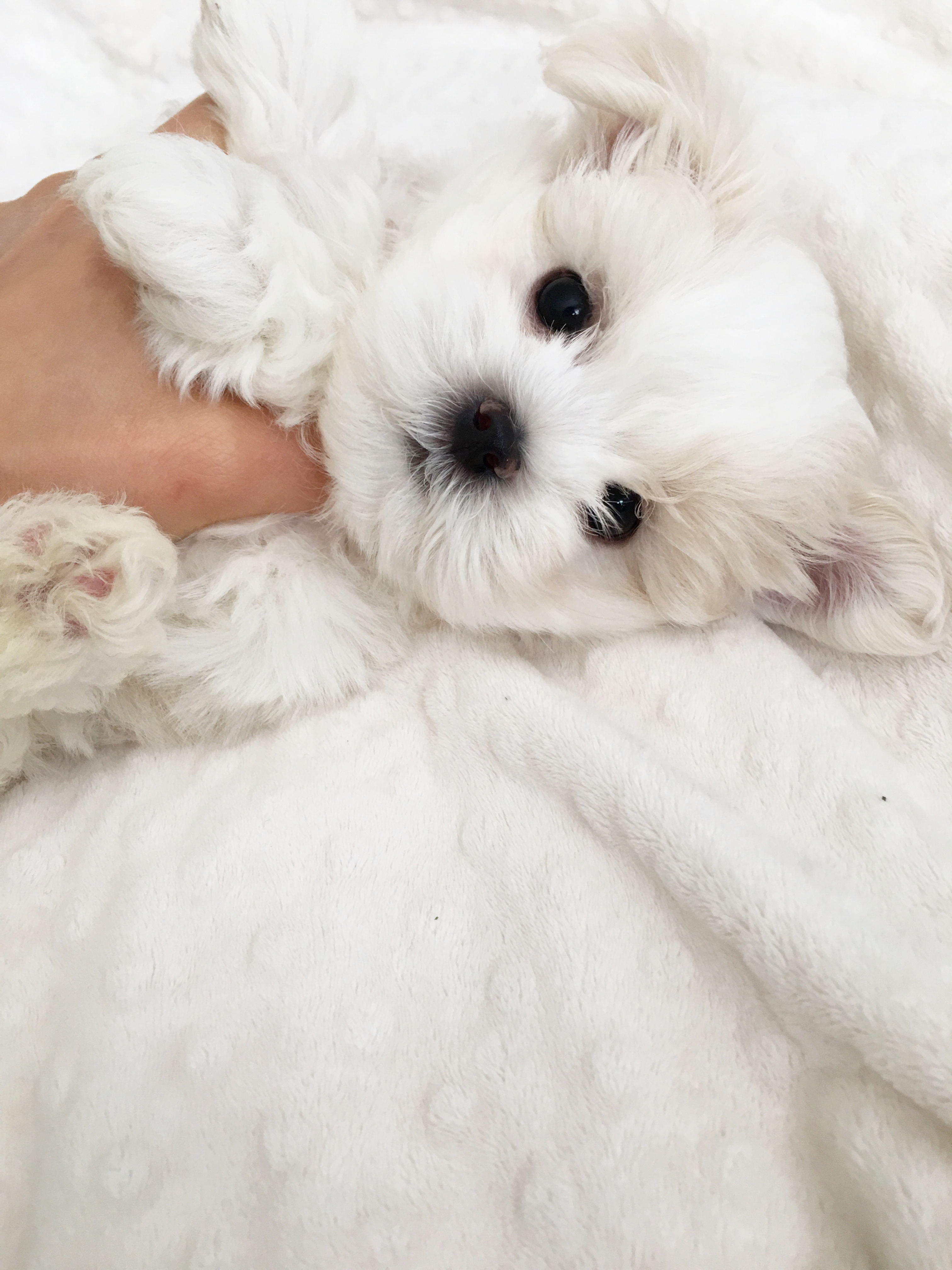 Teacup Maltese Puppy for sale! | iHeartTeacups