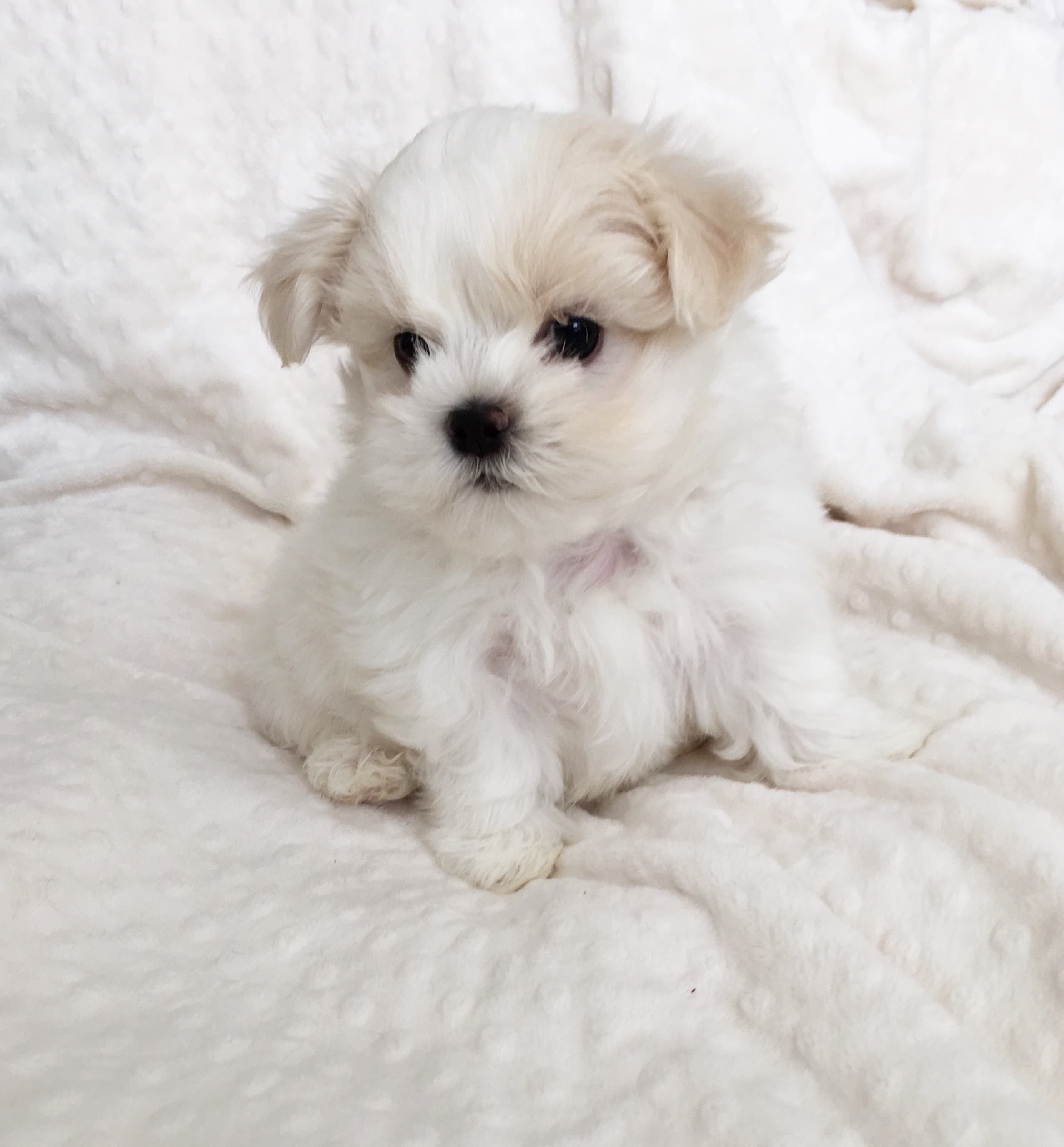 Teacup Maltese Puppy For Sale IHeartTeacups