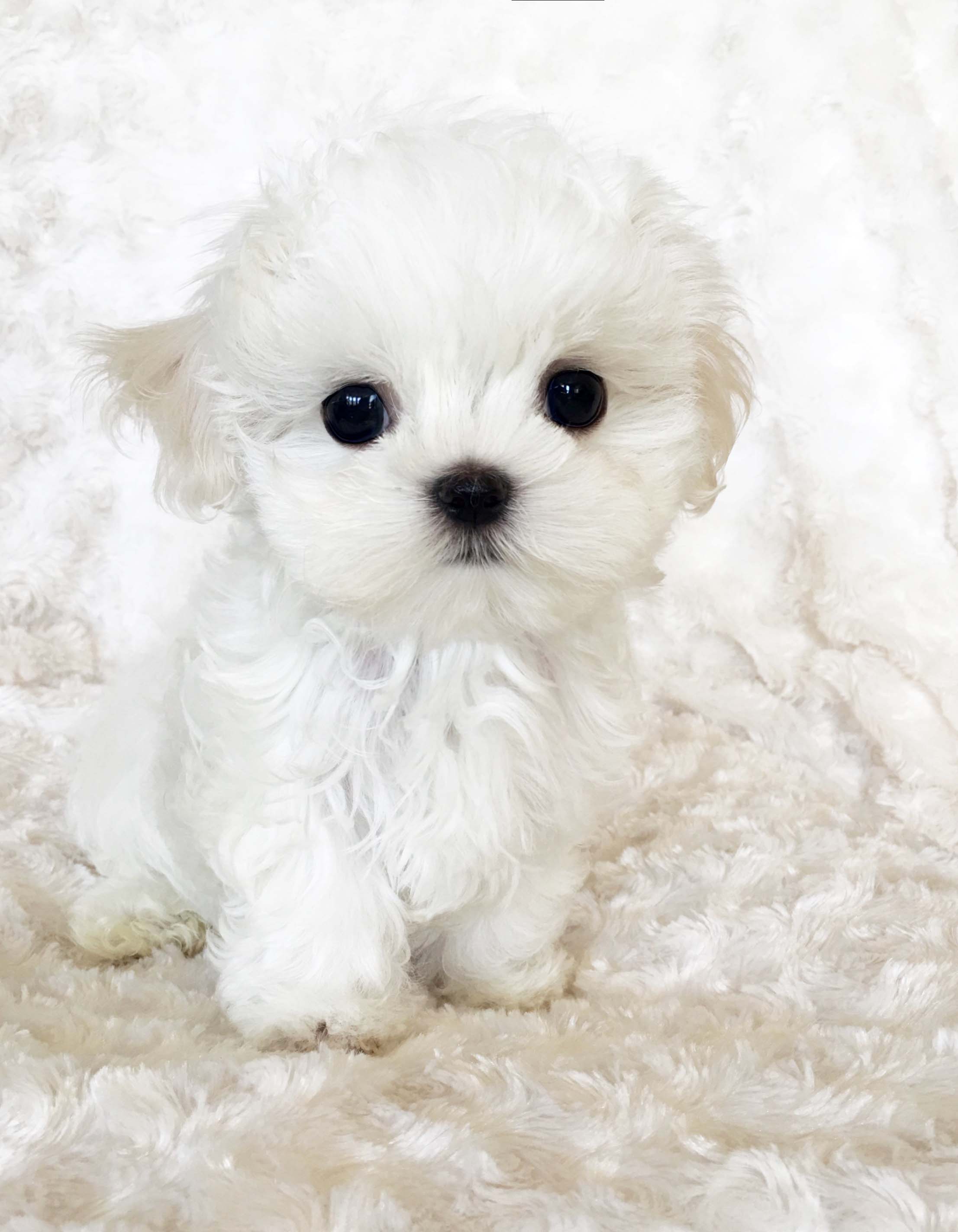 Micro Teacup Maltese Puppy Xxs Perfect Billy IHeartTeacups