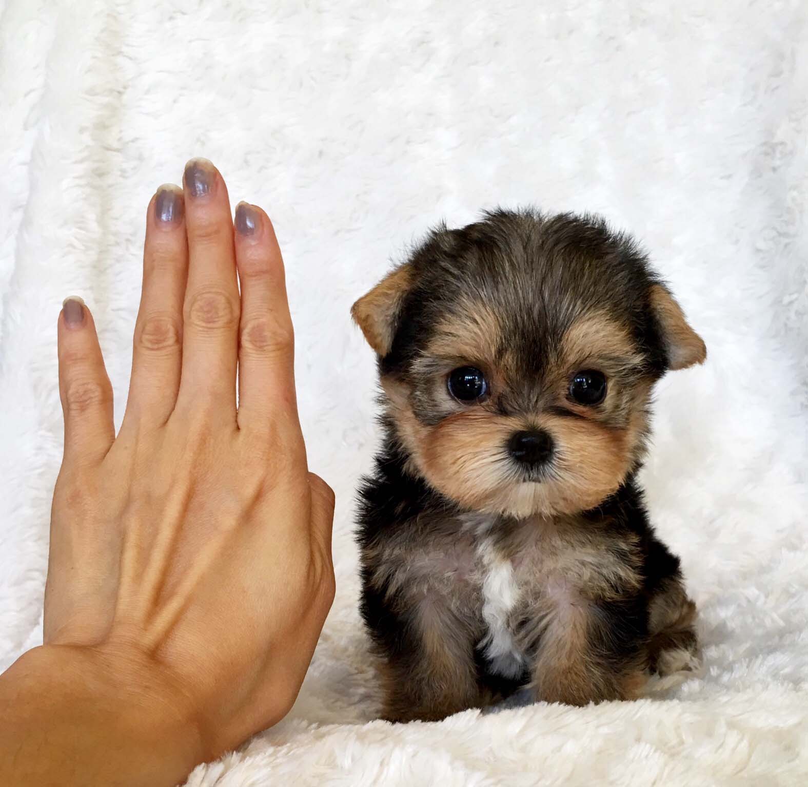 Teacup Yorkie Puppy For sale Lilly! iHeartTeacups
