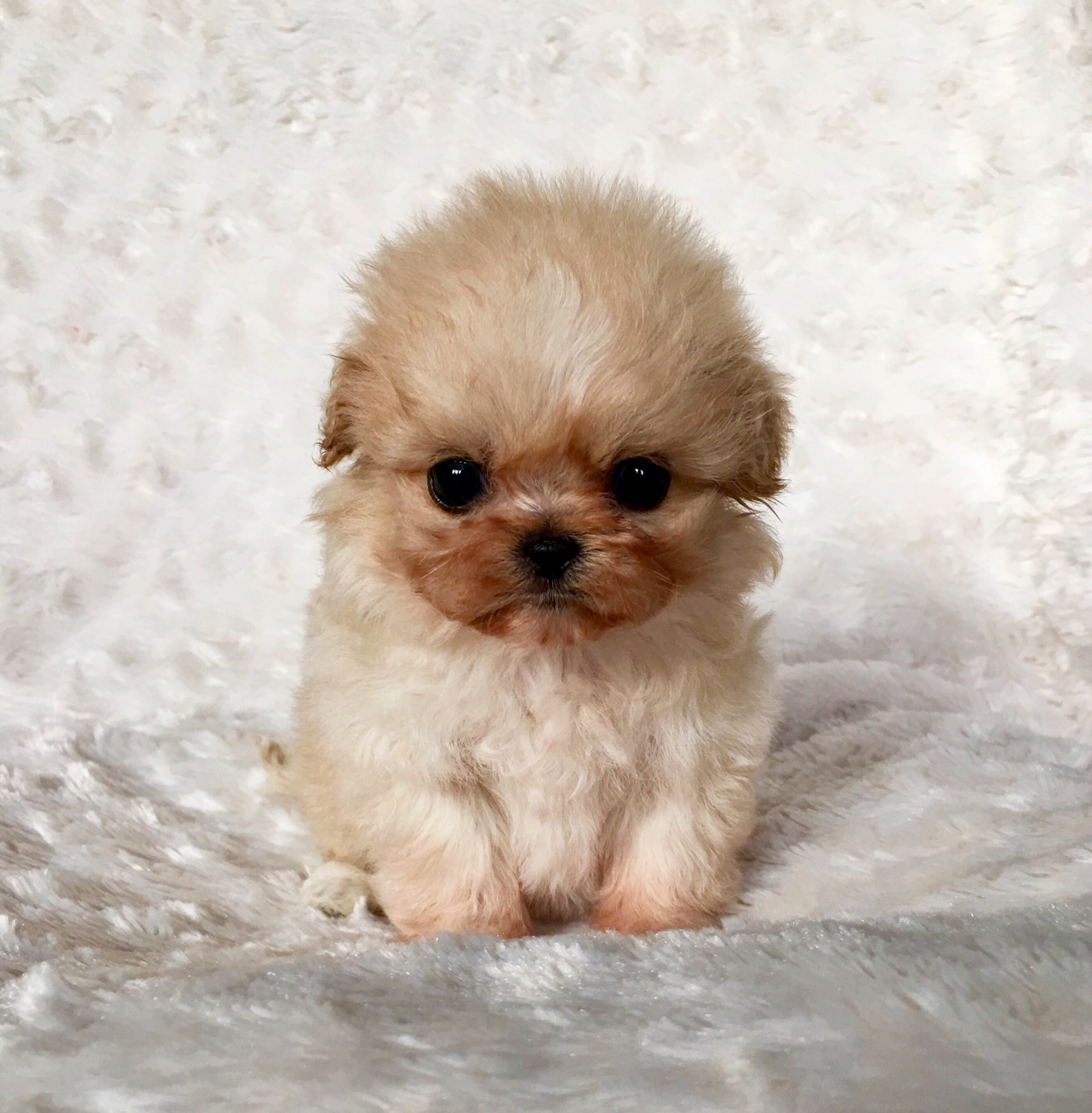 micro-teacup-maltipoo-puppy-for-sale-iheartteacups