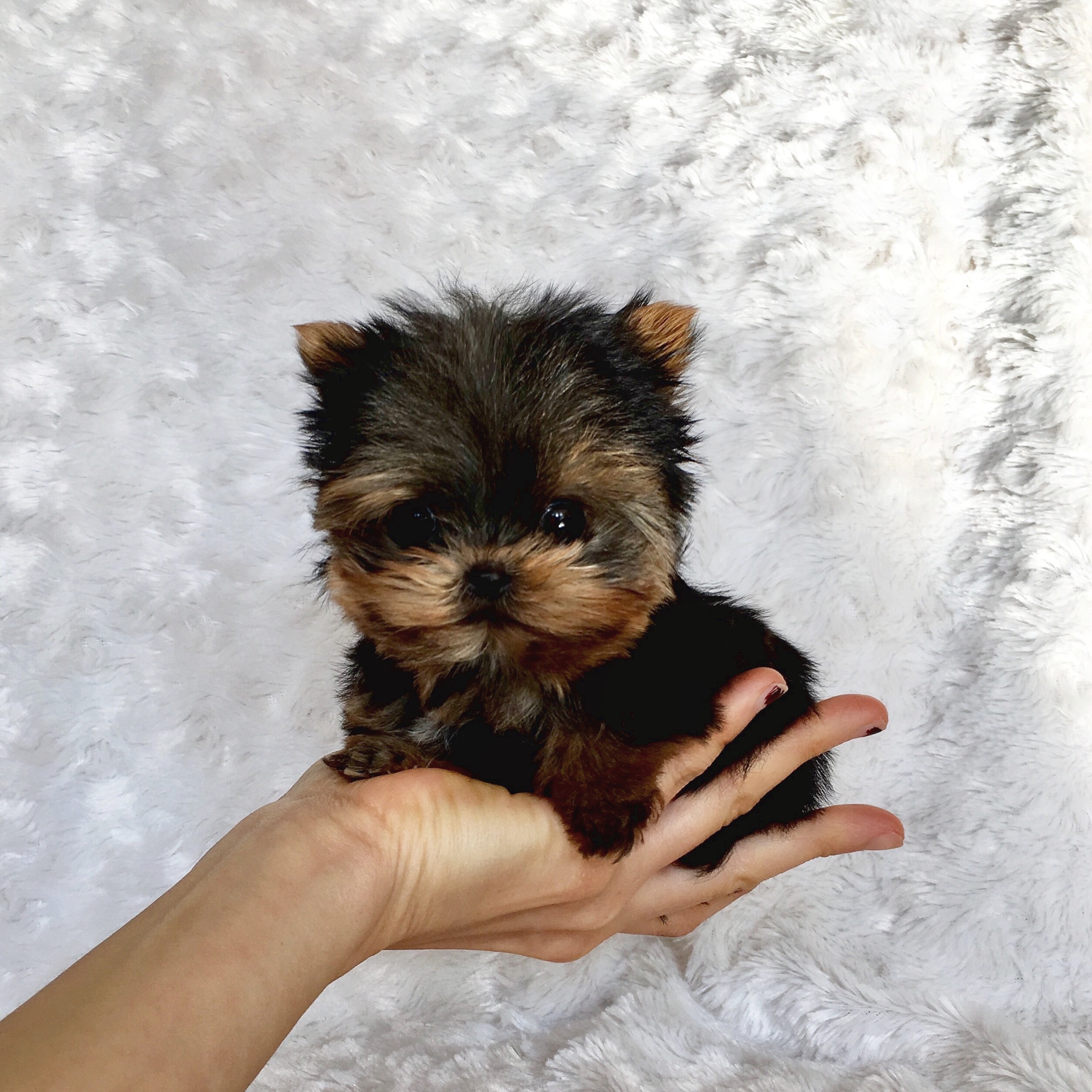 micro puppies for sale near me