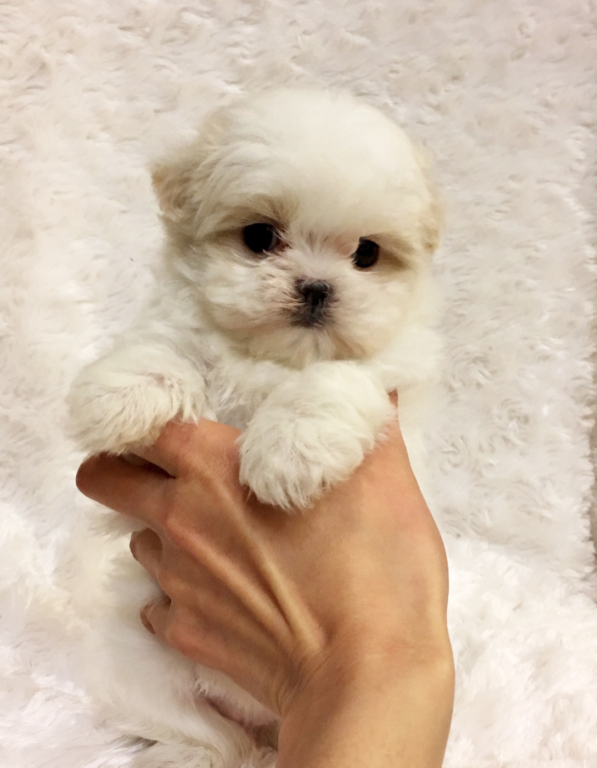 Tiny Teacup Maltese Puppy California Los Angeles Puppy For Sale 