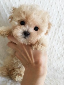 tea cup teddy bear dogs