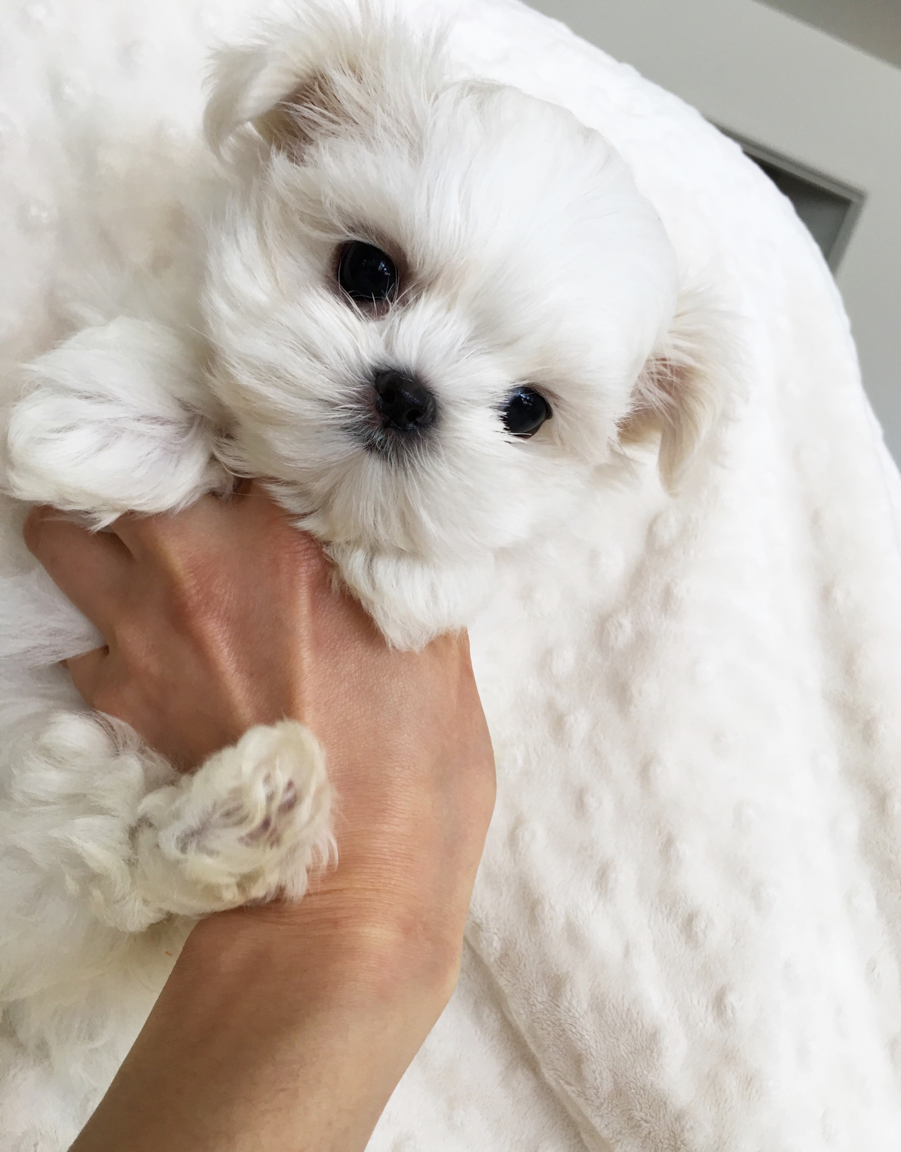 Teacup Maltese Puppy For Sale IHeartTeacups