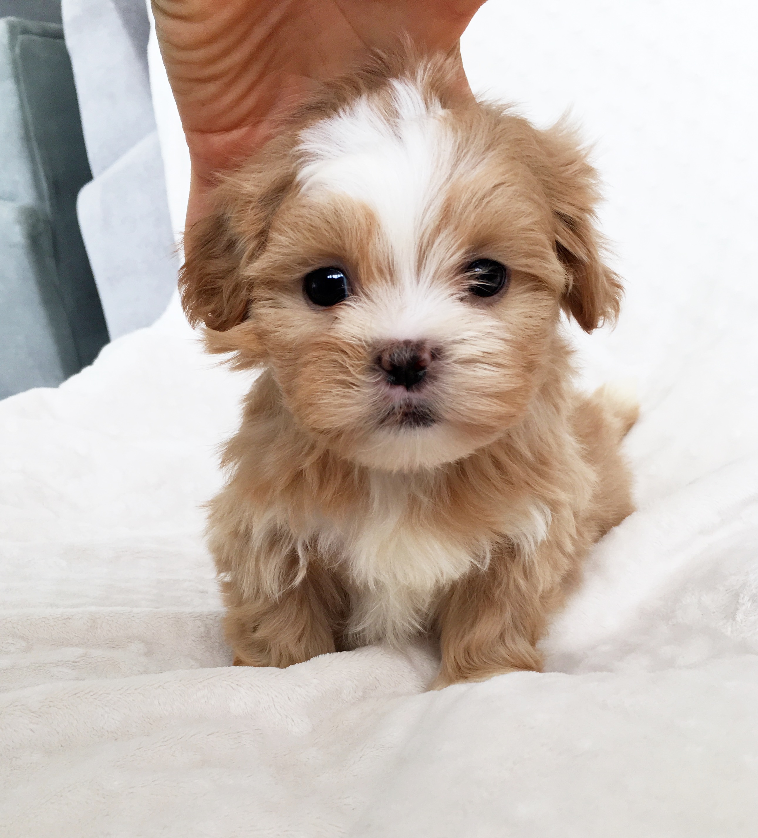 Adorable Morkie Puppy For Sale IHeartTeacups