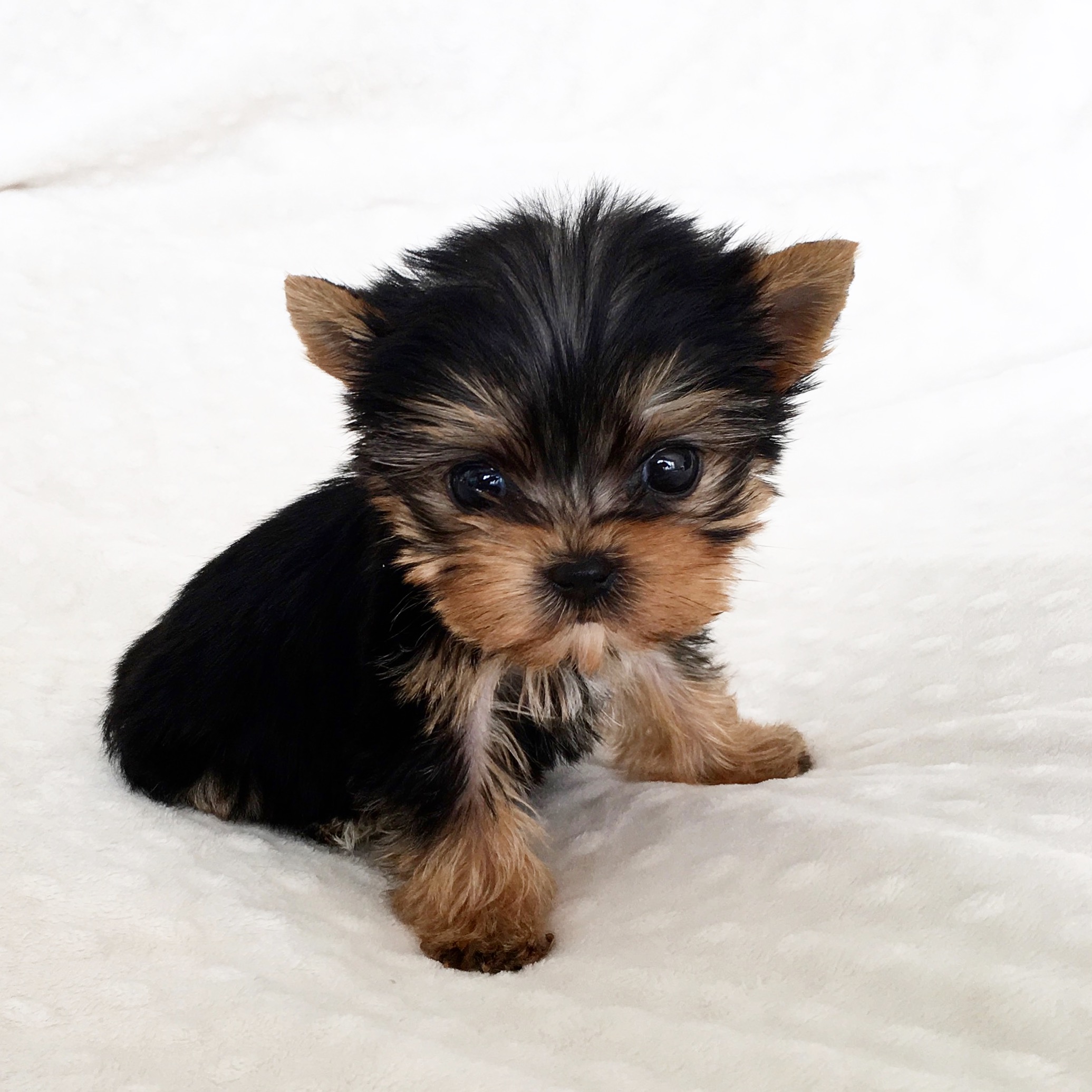 Micro Teacup Yorkie Female IHeartTeacups