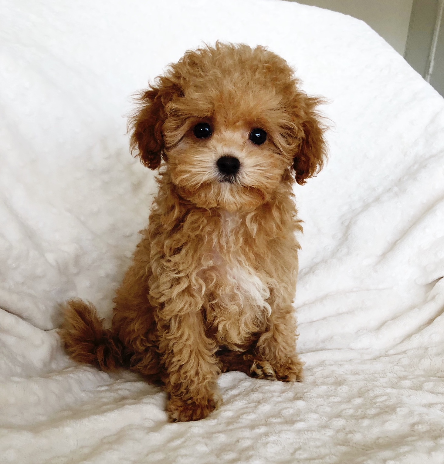 teddy toy maltipoo