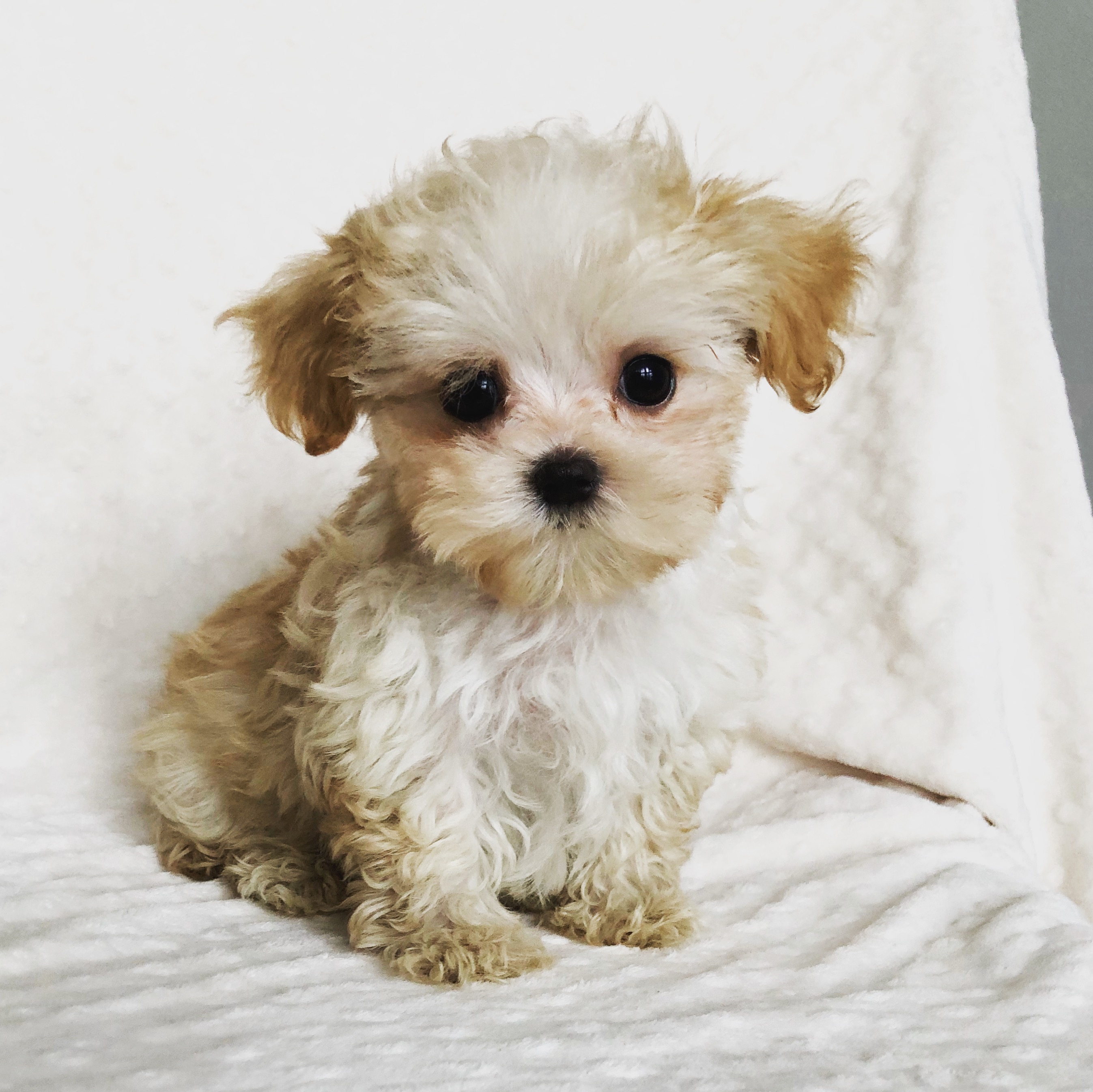 Teacup Maltipoo Puppy Male IHeartTeacups