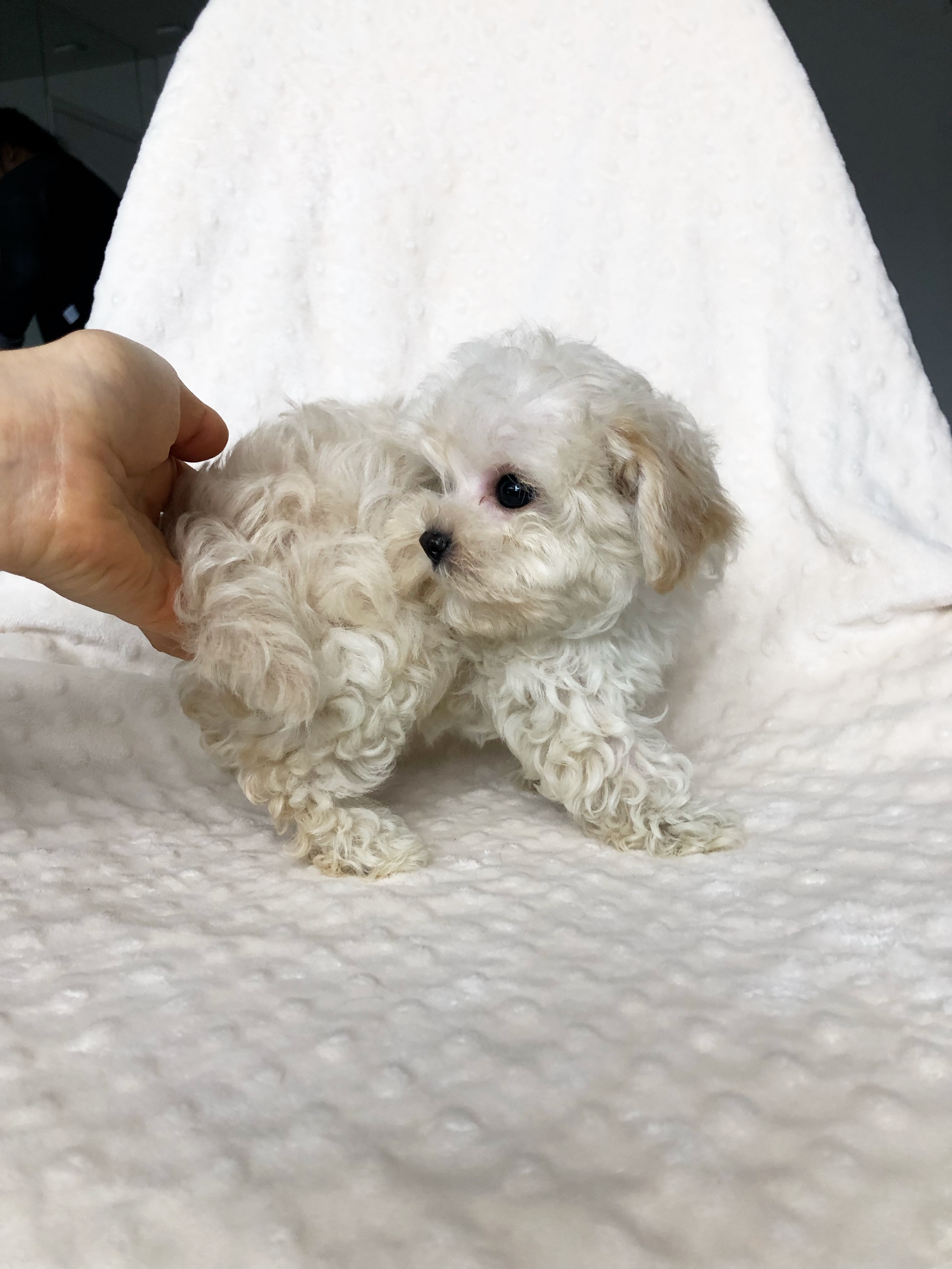 Tiny Micro Teacup Maltipoo Maltese Poodle Puppy for sale! | iHeartTeacups