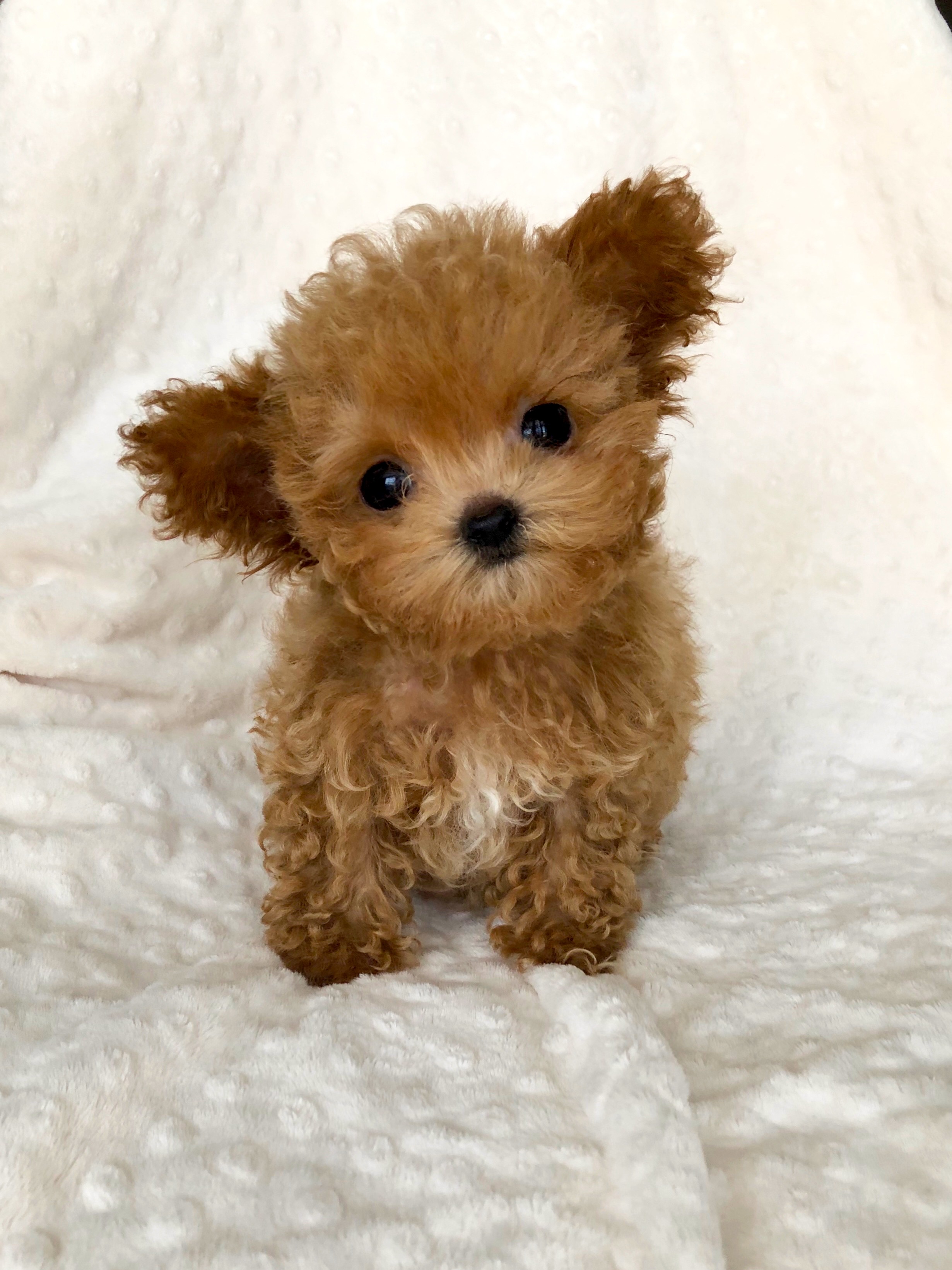 Micro Teacup Maltipoo Puppy Red For Sale IHeartTeacups