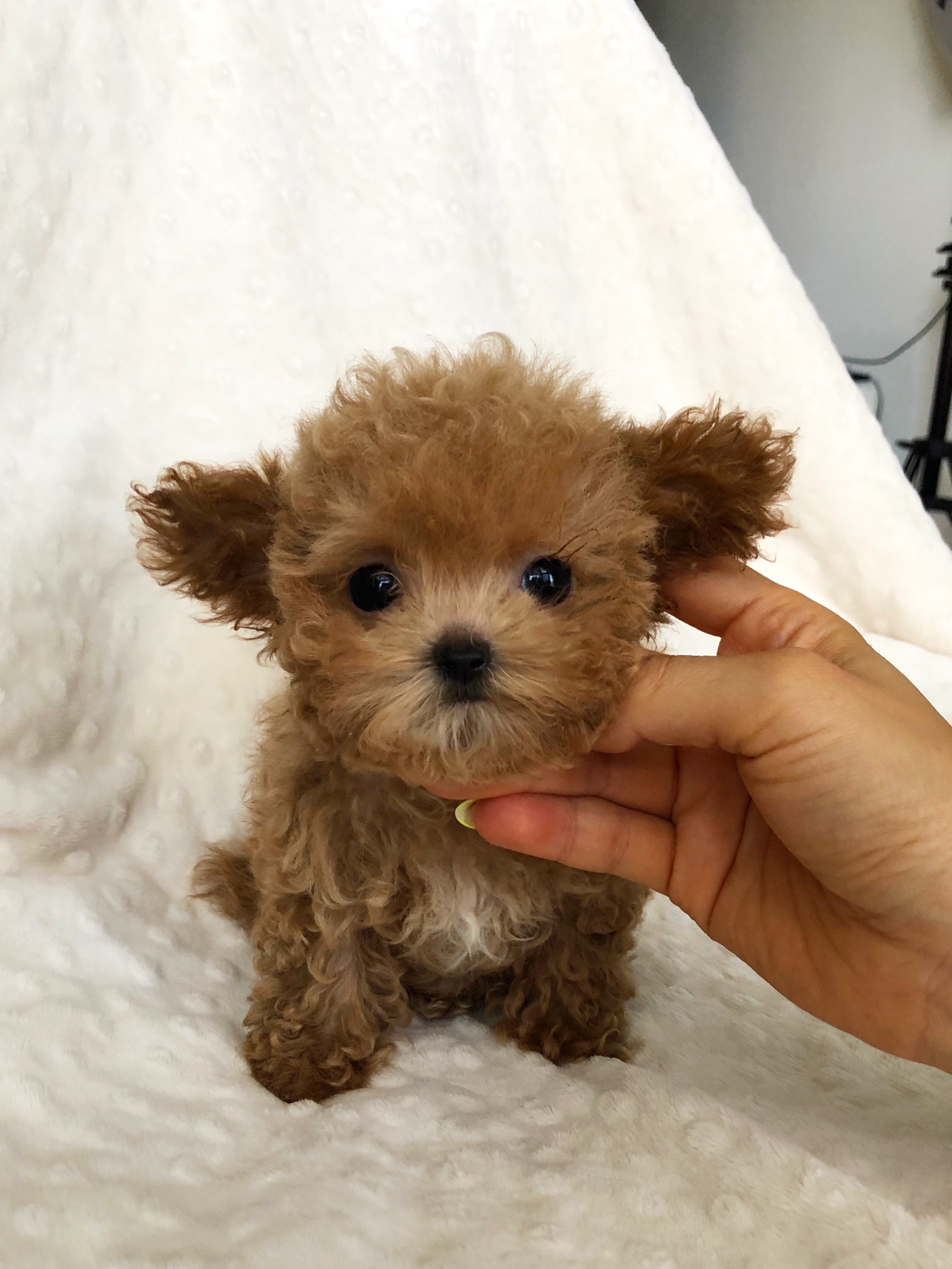 Micro Teacup maltipoo puppy red for sale - iHeartTeacups