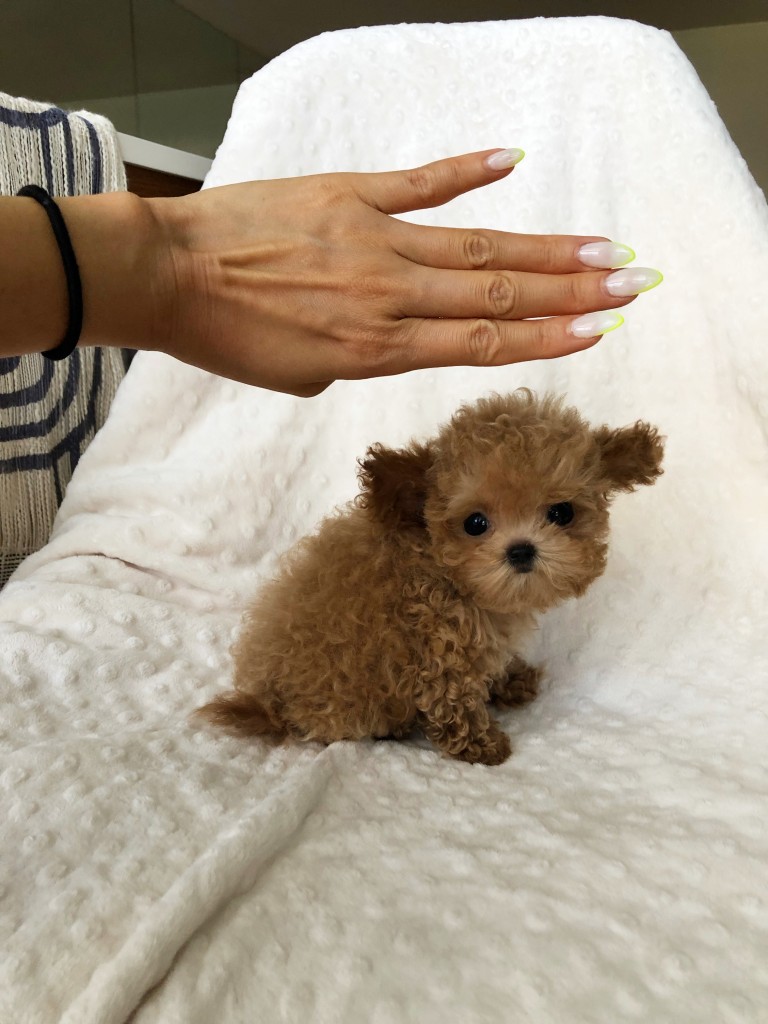 Micro Teacup Maltipoo Puppy Red For Sale Iheartteacups