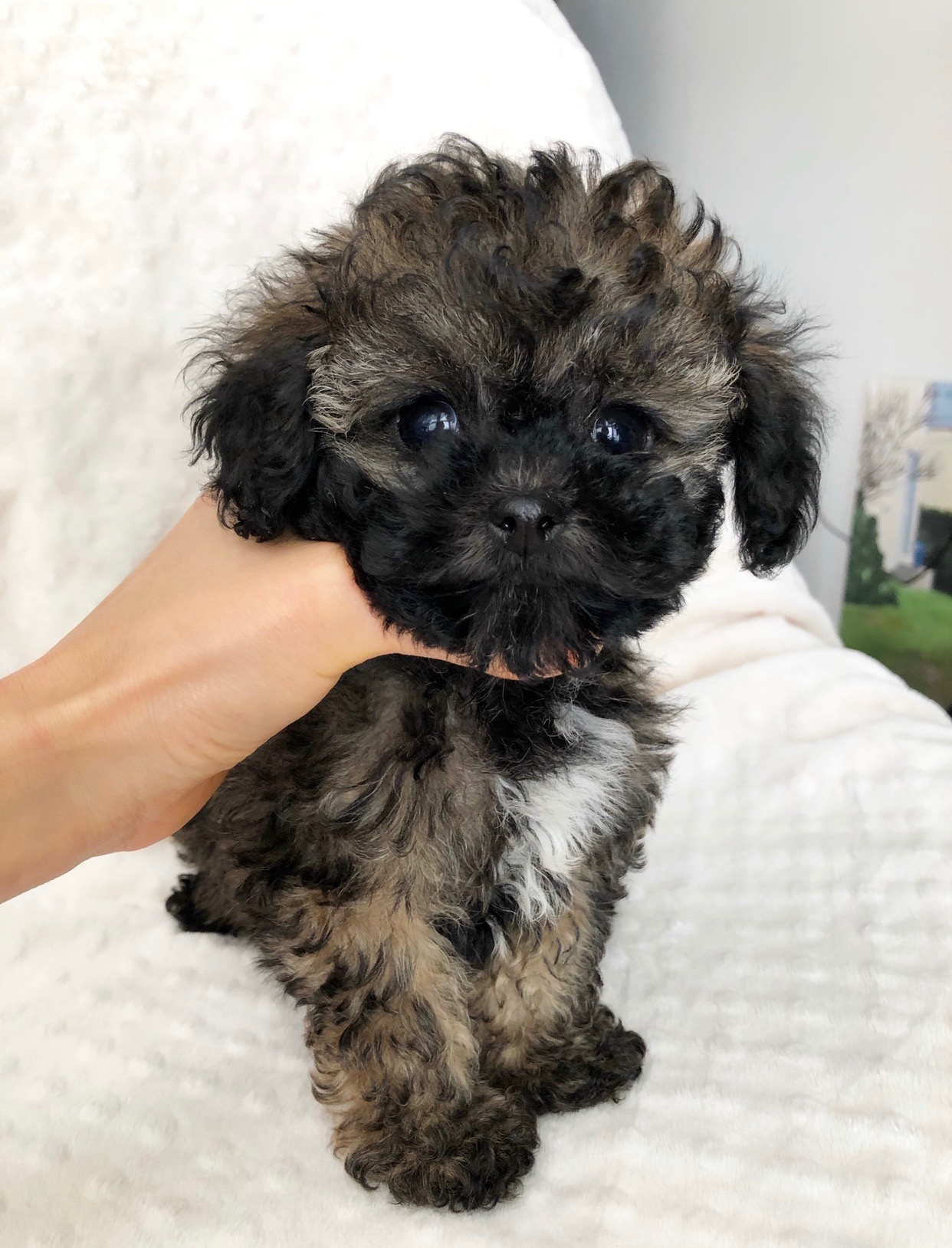 teddy bear maltipoo