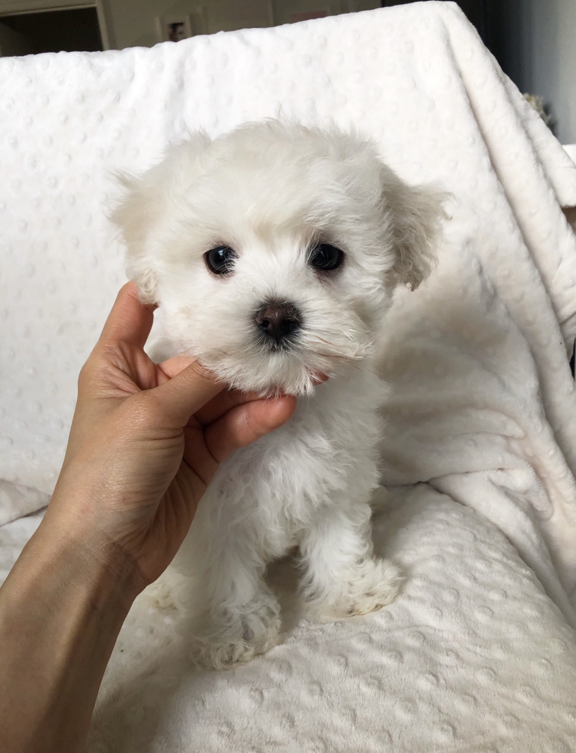 teddy teacup puppies