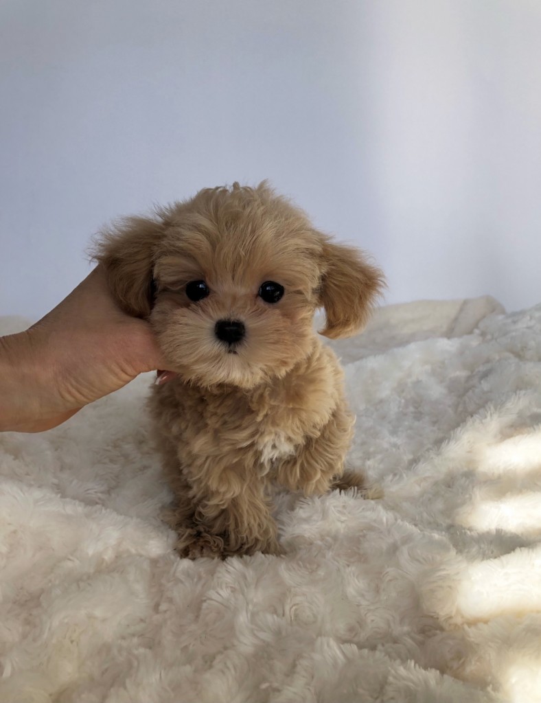 Teddy Bear Micro Teacup Maltipoo Puppy For Sale Iheartteacups