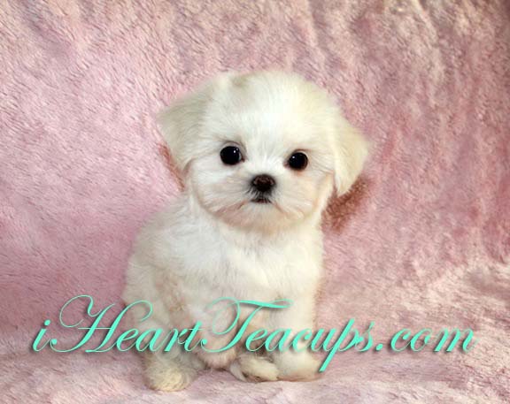 More Pics of Cici Malshi - Maltese Shit zhu Designer Puppy! We have the ...