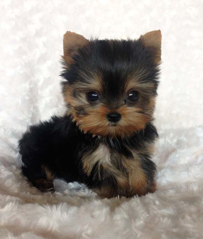 iheartteacups - Teacup Yorkie Pictures 