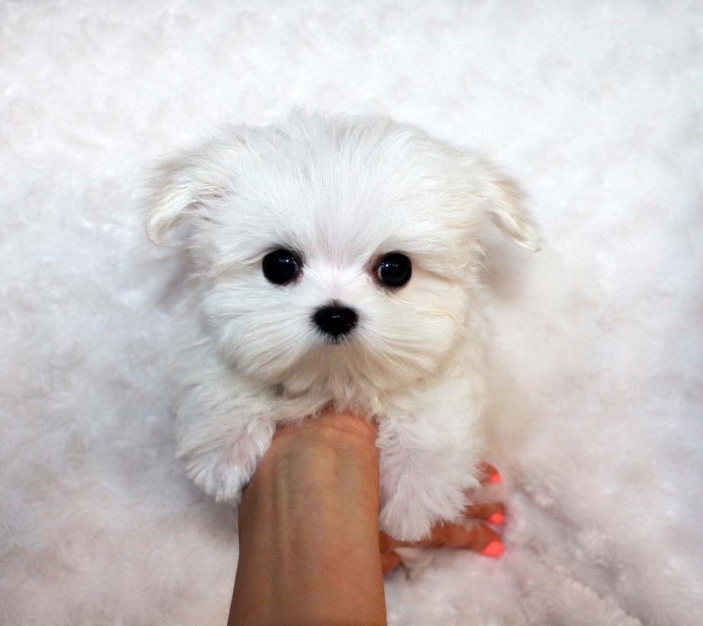 Teacup Maltese For Sale // Additional Pics of Piccachu - iHeartTeacups