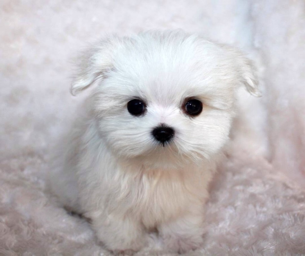 Teacup Maltese For Sale // Additional Pics of Piccachu - iHeartTeacups