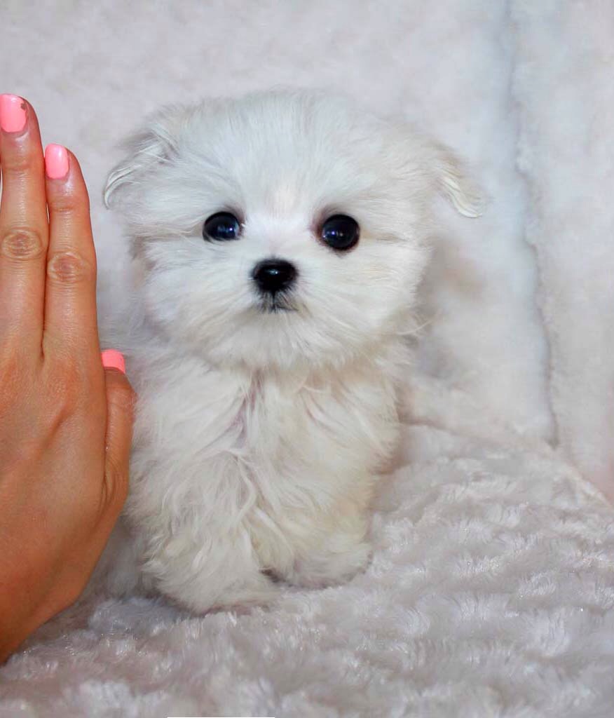 Маленькая белая собачка фото с названием пород