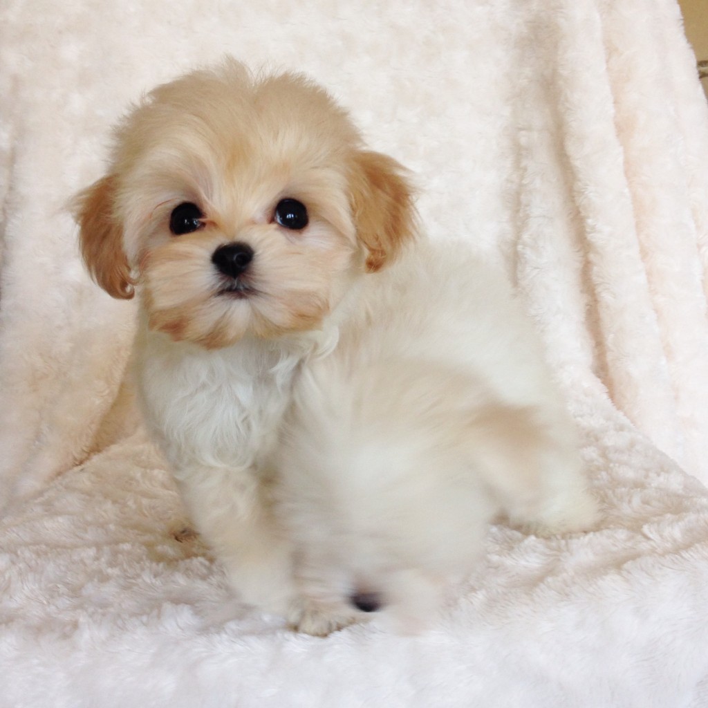 Teacup malti poo puppy Poodle Maltese Mix! - iHeartTeacups