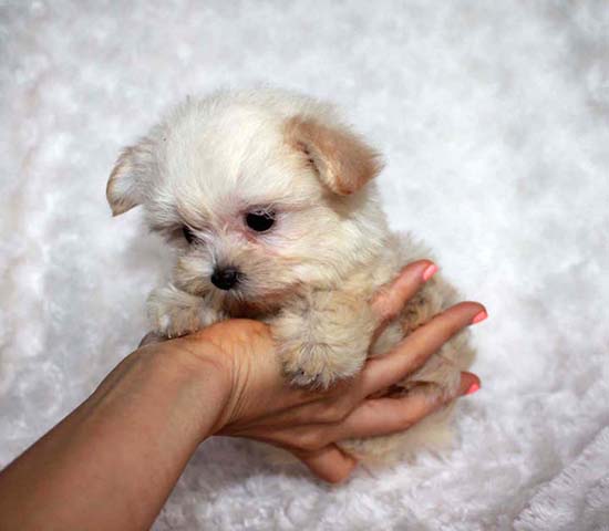 Micro Teacup Puppy Maltipoo - Annabelle | iHeartTeacups