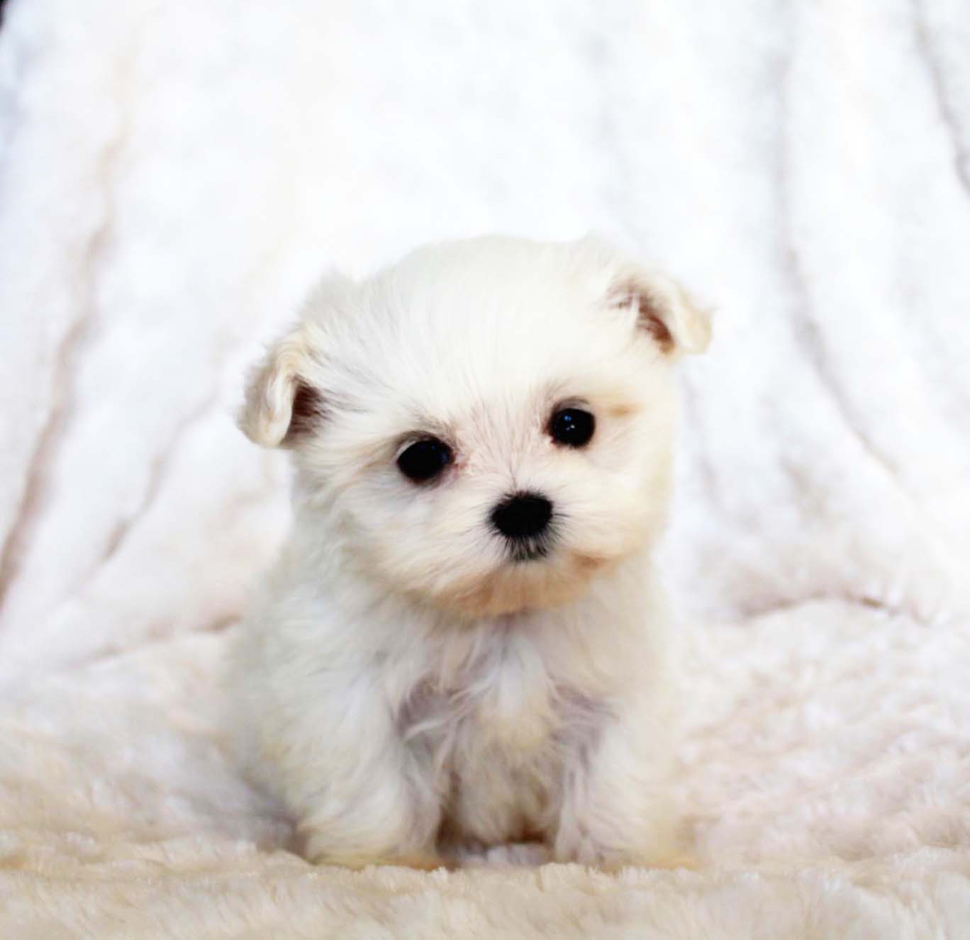 Micro Teacup Malti Poo Puppy for sale! | iHeartTeacups