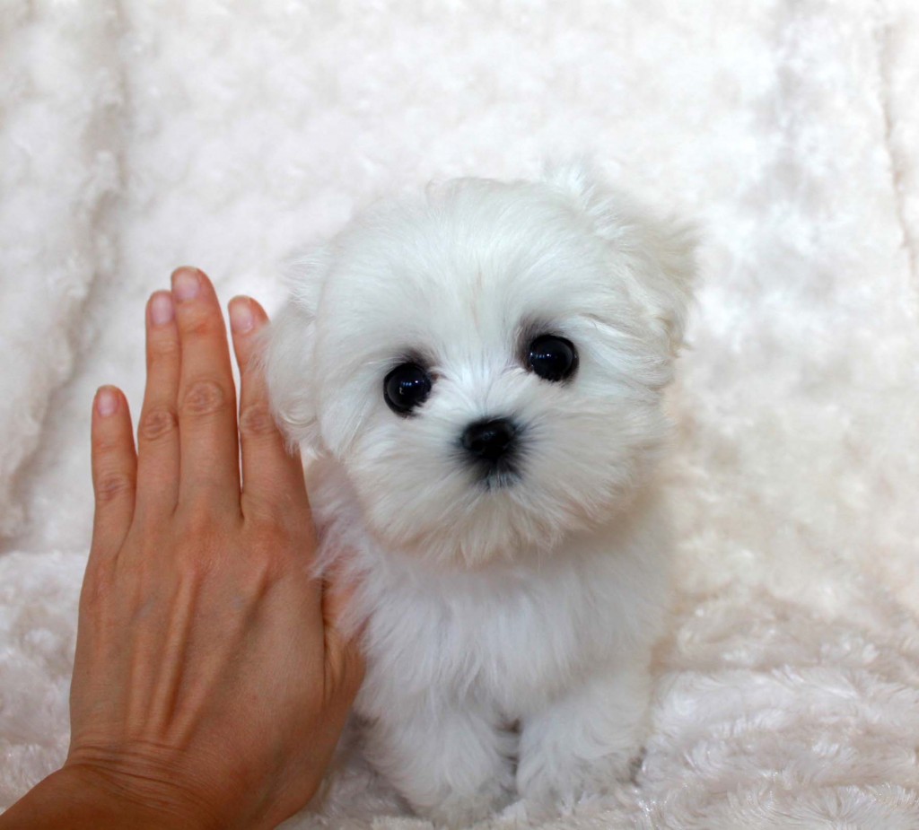 Baby Doll Face Teacup Maltese!! - Iheartteacups