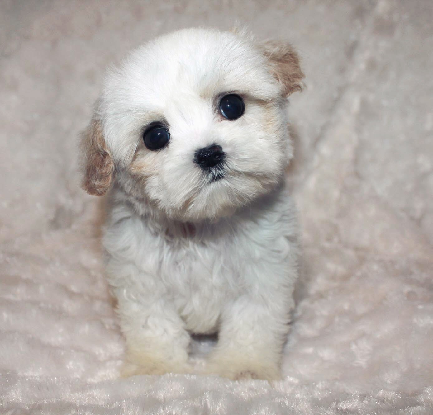 Teacup Maltipoo Puppy for sale! | iHeartTeacups