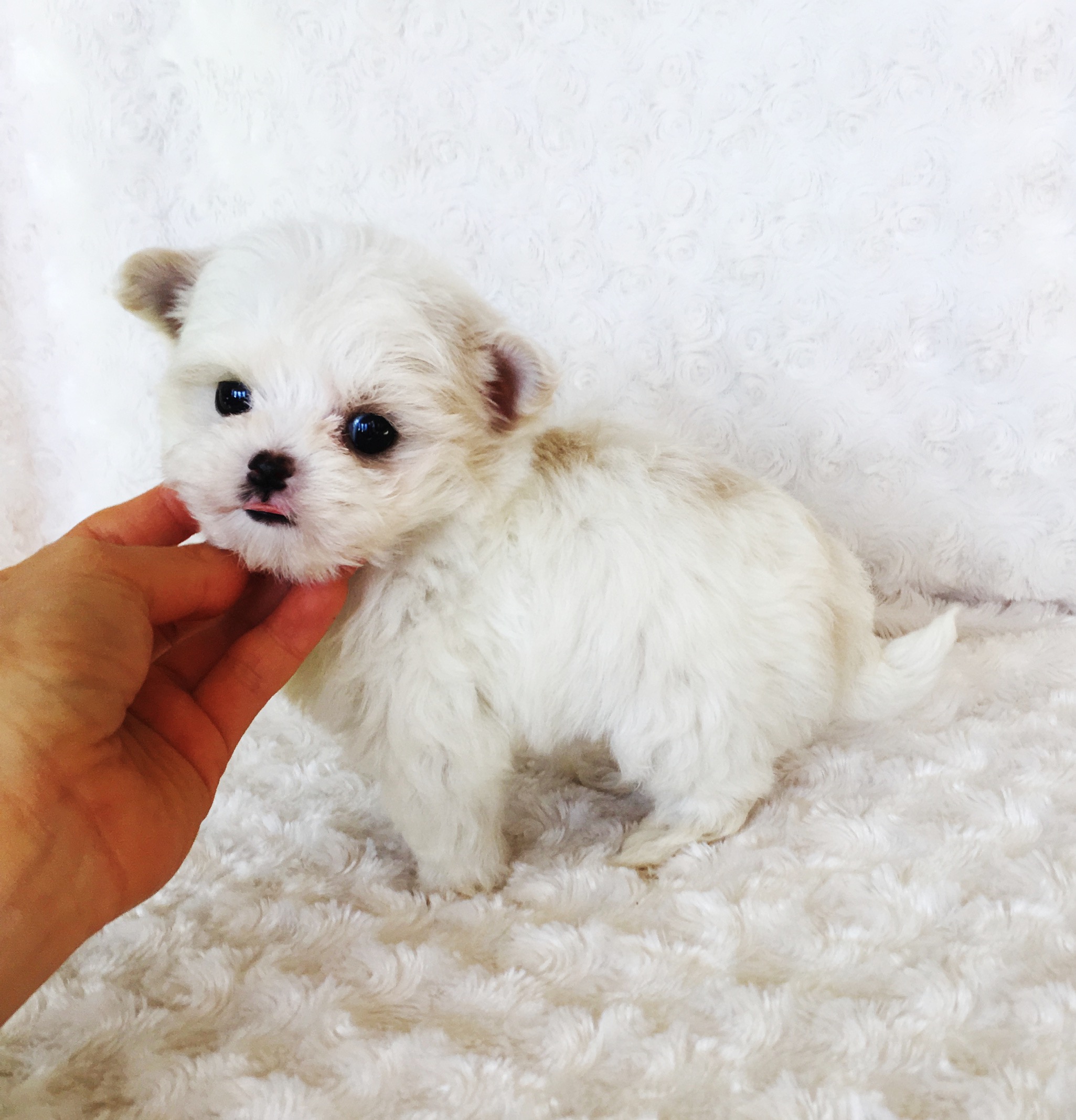 Micro Teacup Cream/Tan Maltipoo Puppy for sale!! More pics 