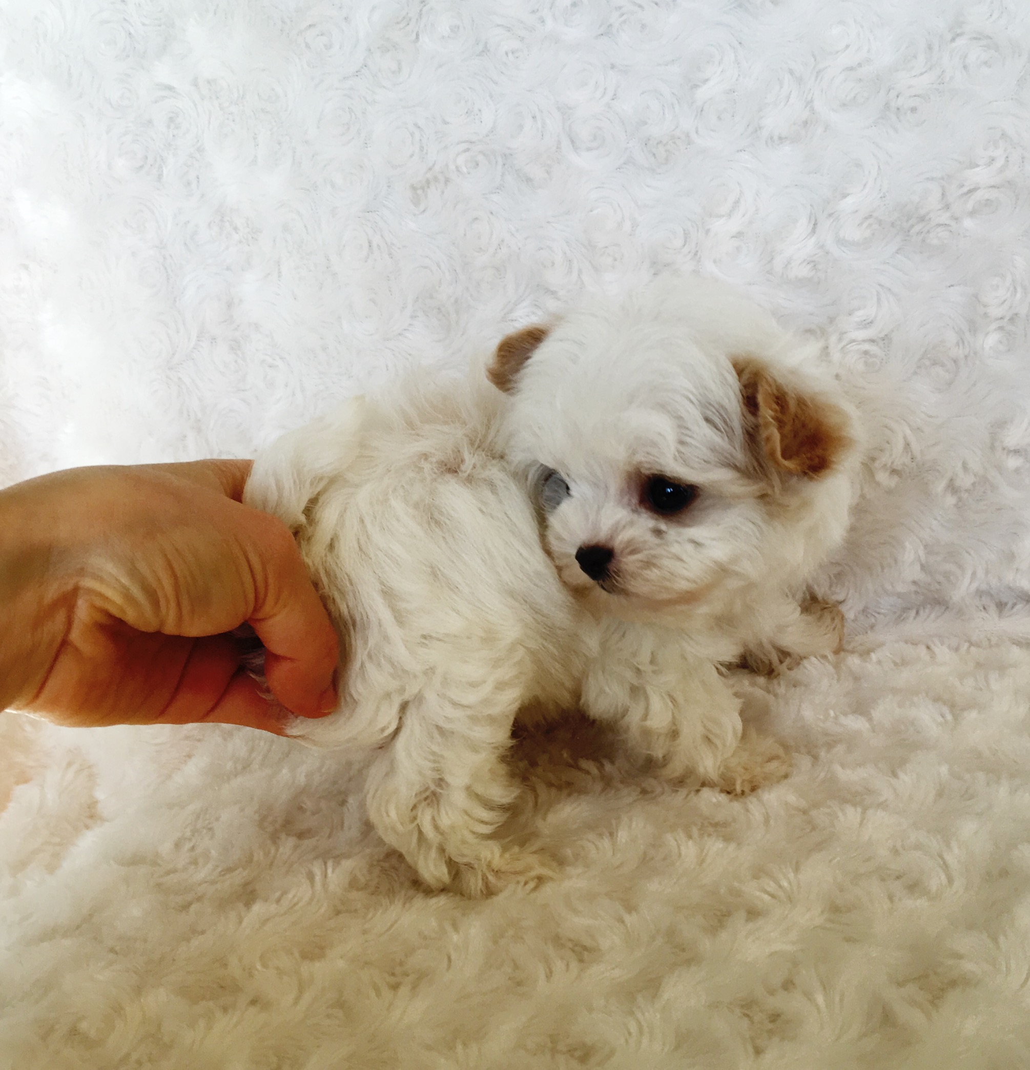 Tiny Micro Teacup Malti Poo Puppy! Basil | iHeartTeacups