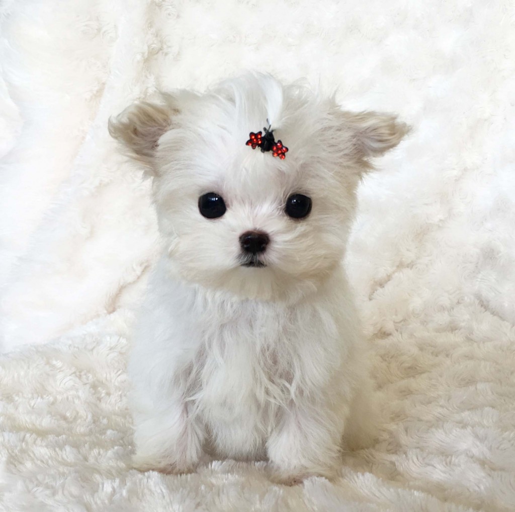 Micro Teacup Maltipoo Puppy - TEENY TINY!! - iHeartTeacups