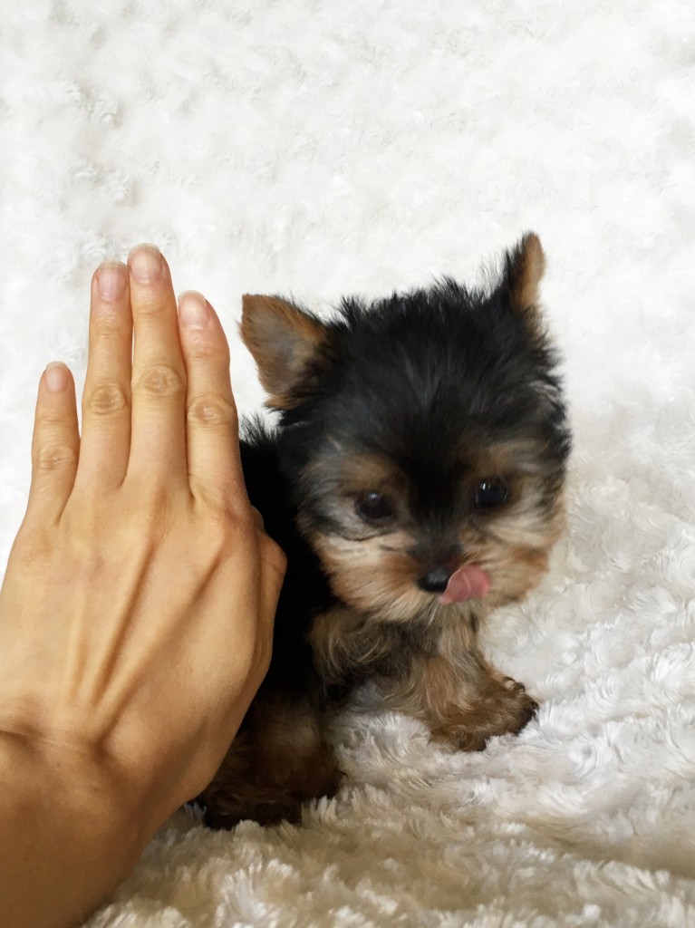 Tiny Teacup Yorkie Puppy For sale! - iHeartTeacups