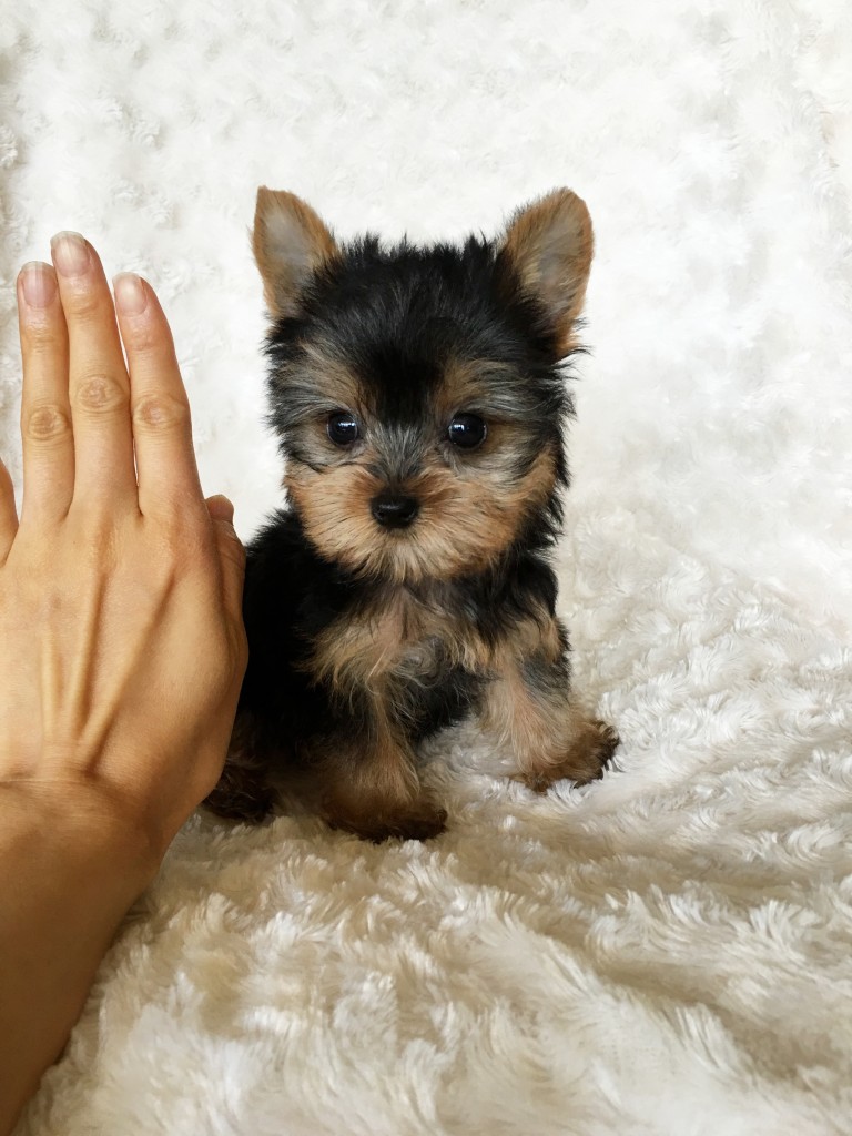 Tiny Teacup Yorkie Puppy For sale! - iHeartTeacups