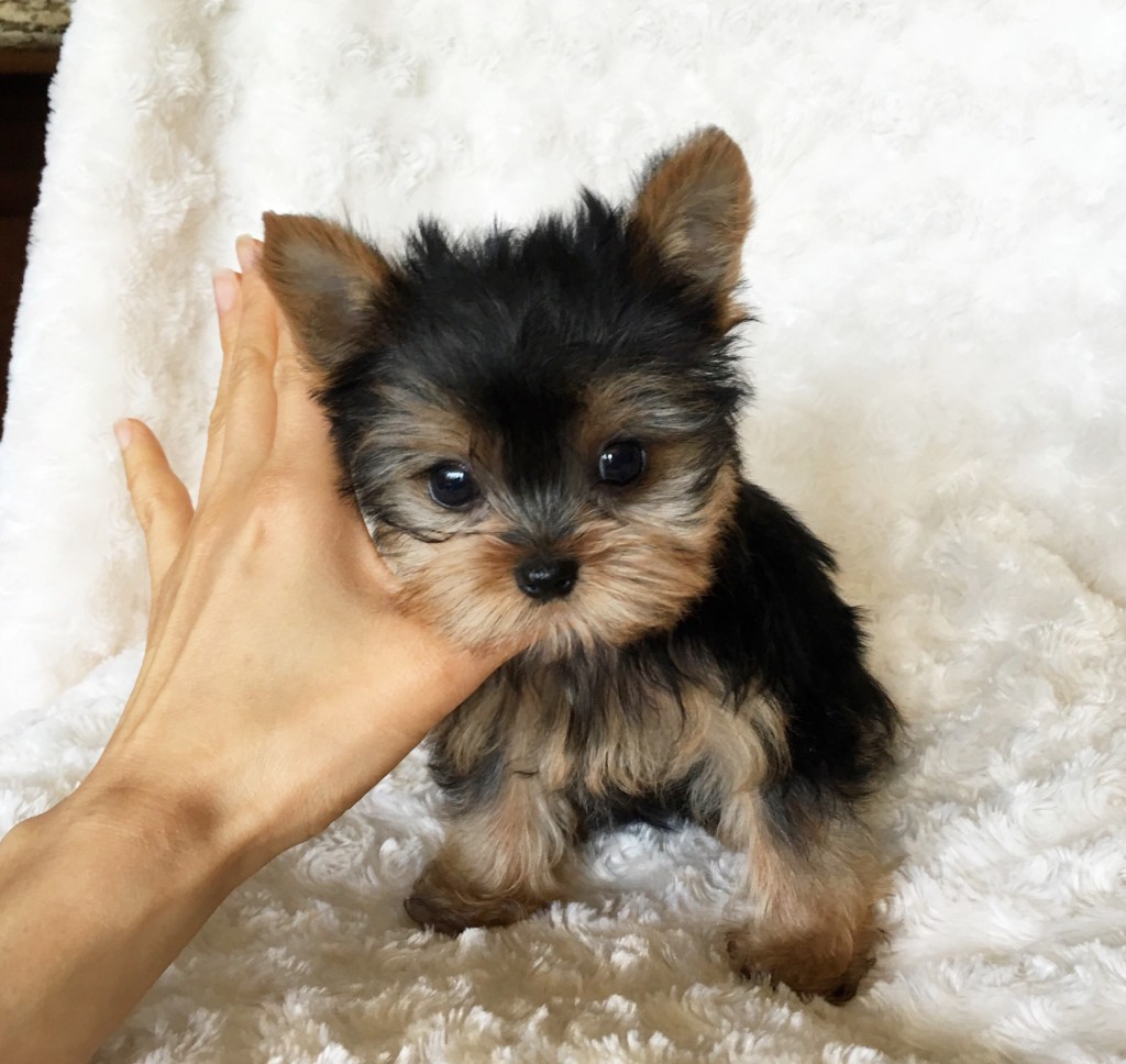 Tiny Teacup Yorkie Puppy For sale! - iHeartTeacups