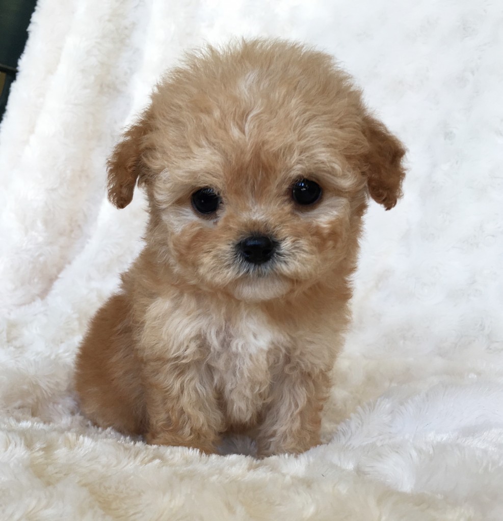 Morkie Puppy Pictures! Happy - Iheartteacups