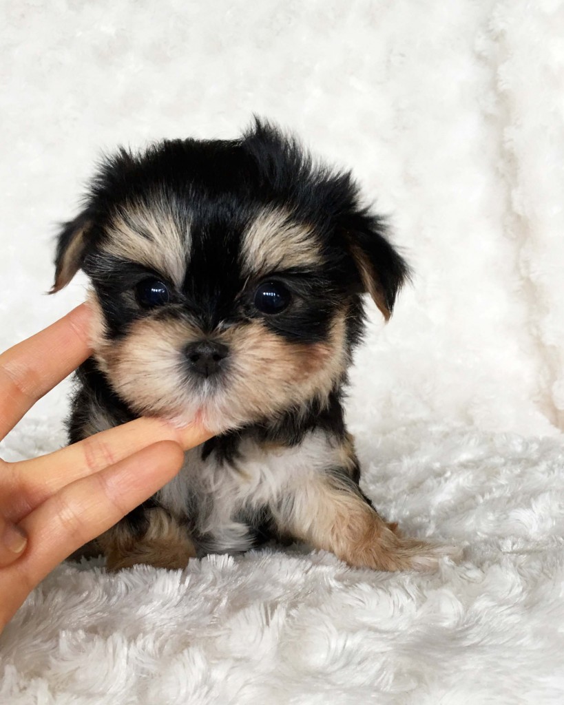 Teacup Morkie 