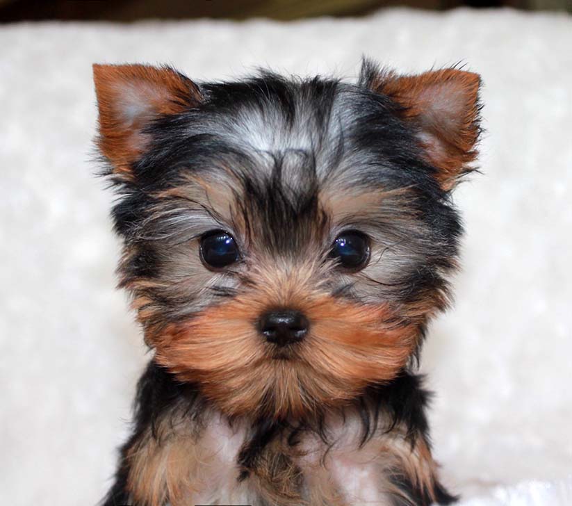 Micro Teacup Yorkie Puppy For Sale IHeartTeacups