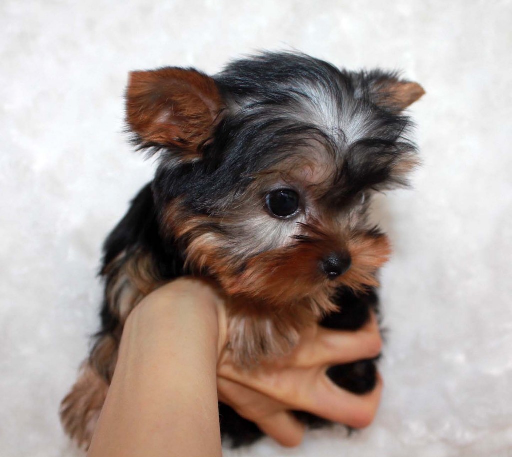 Micro Teacup Yorkie Puppy for sale! - iHeartTeacups