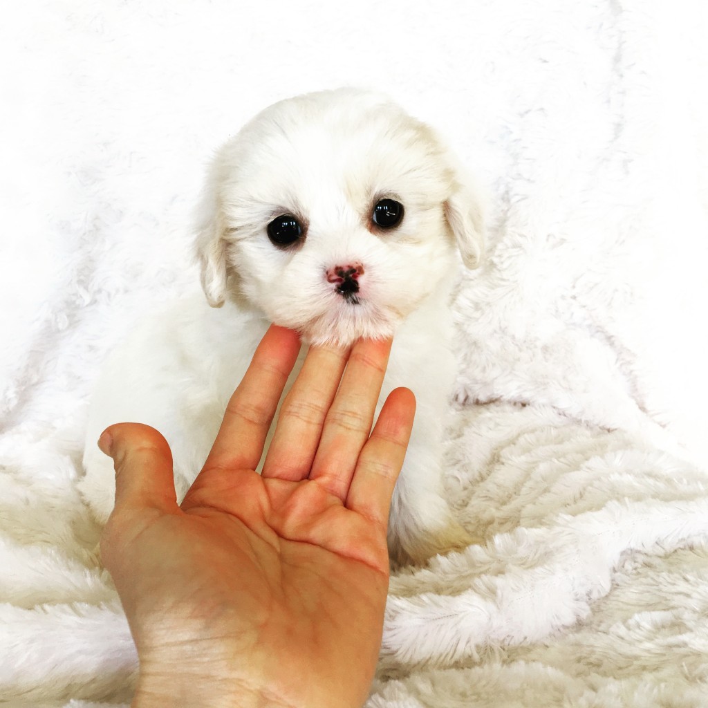 Teacup Maltipoo Puppy for sale! - iHeartTeacups