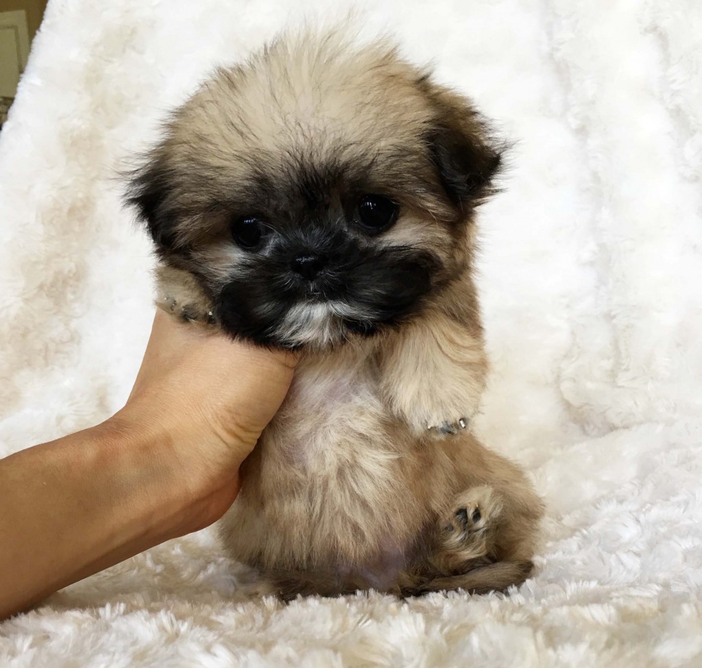 Micro Teacup Puppy Teddy bear face for sale! - iHeartTeacups